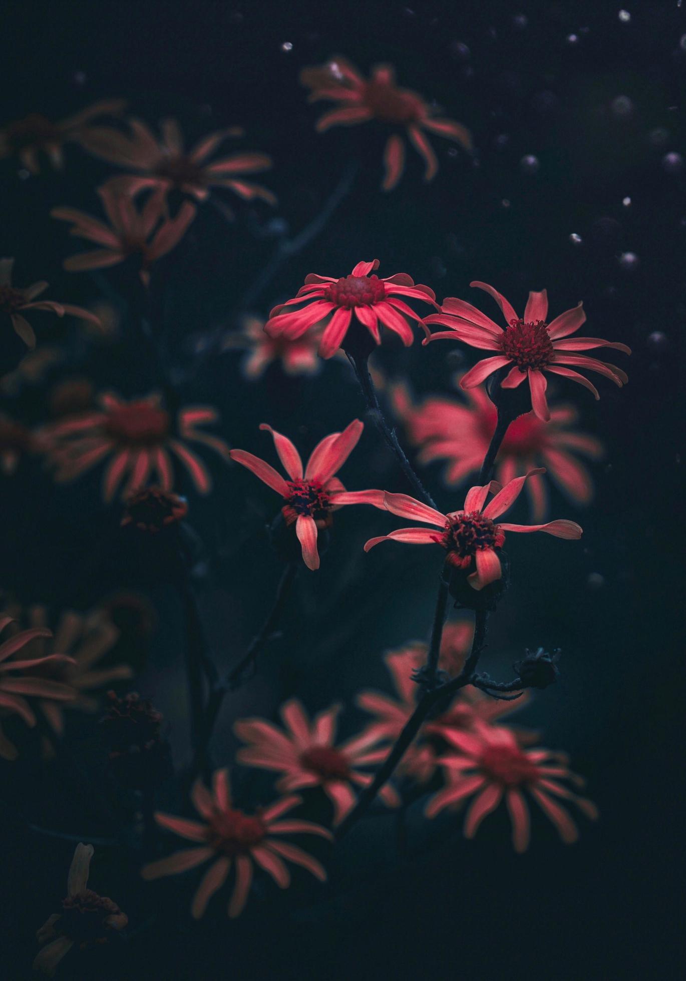 Red flowers in the garden with moody edit Stock Free