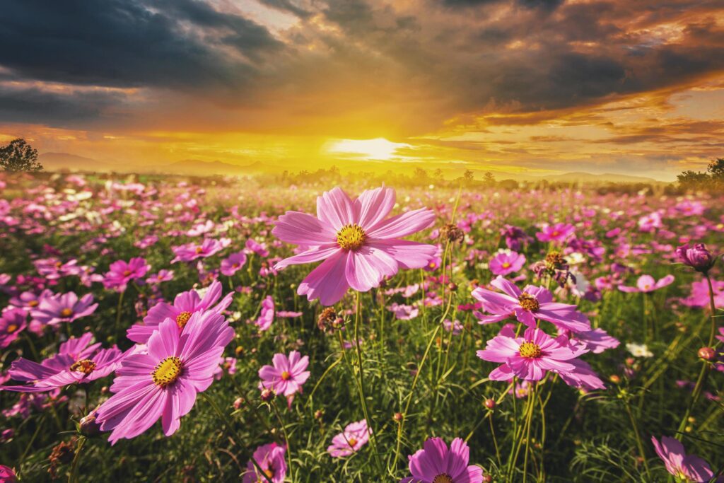 cosmos flower field meadow and natural scenic landscape sunset Stock Free