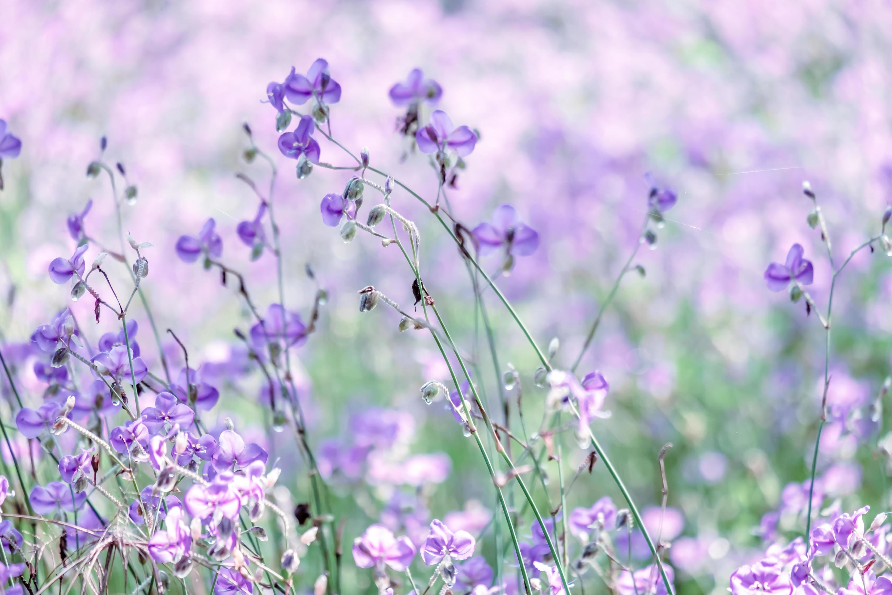 blurred of Beautiful Purple wild flowers blooming with refreshing in the morning,Soft pastel on nature bokeh background Stock Free