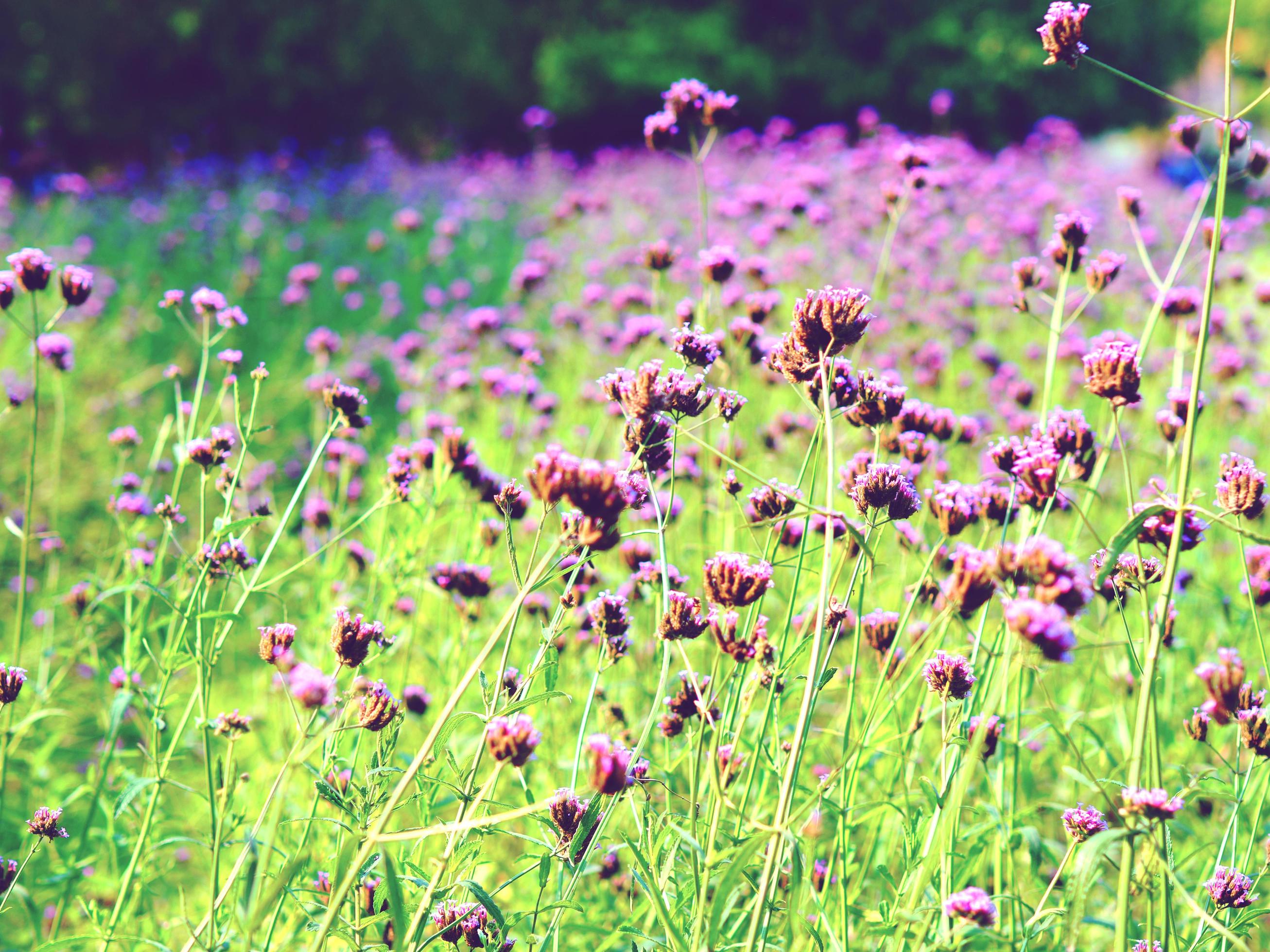 Closeup purple flowers garden and the green grass beautiful floral in the plant of natural vintage tone colorful Stock Free