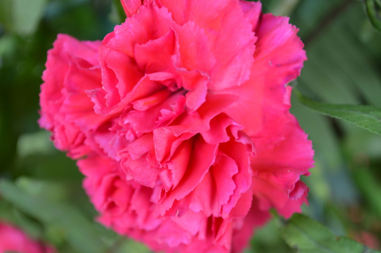 Red Carnation Bright Stock Free