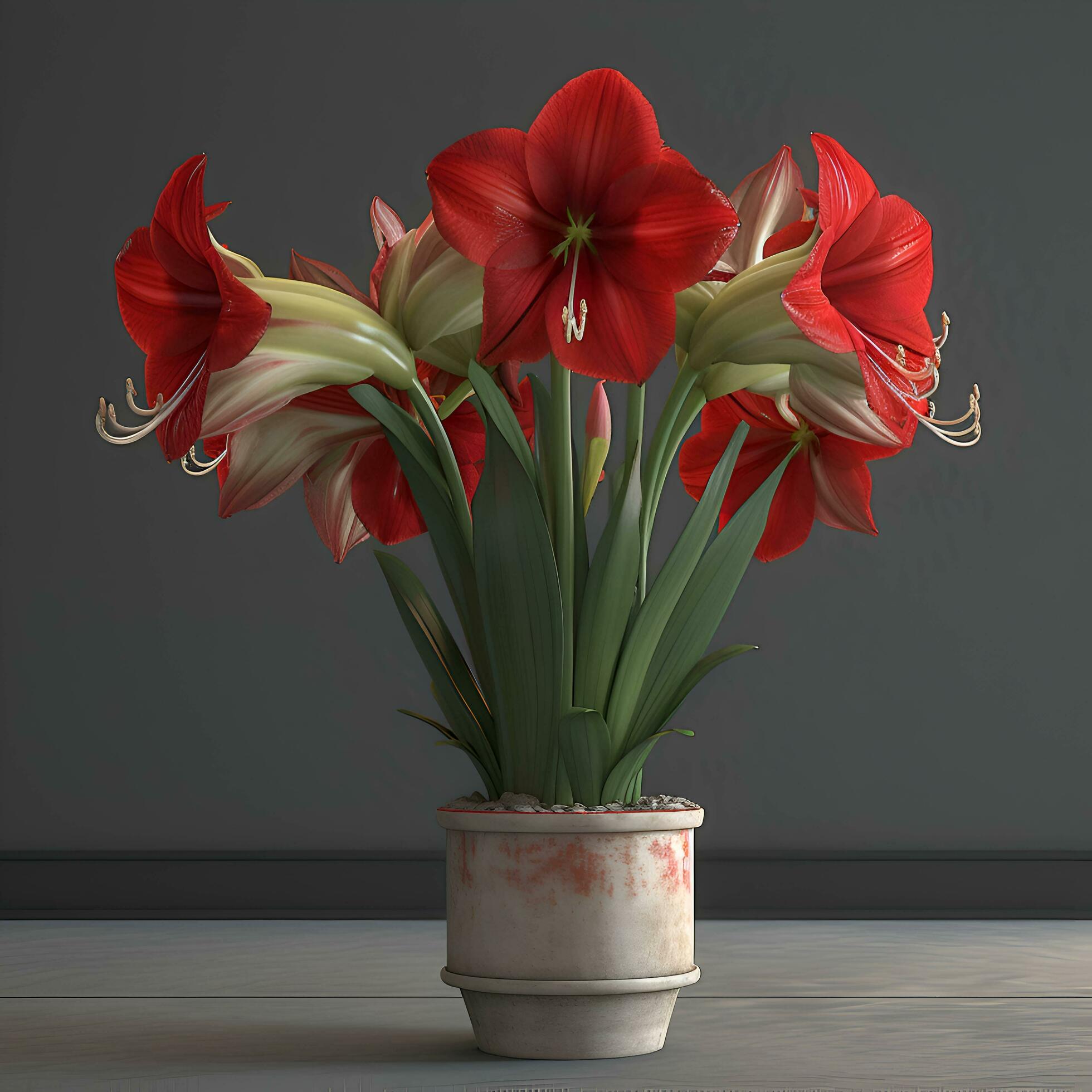 Amaryllis flowers in a vase on a gray background Stock Free