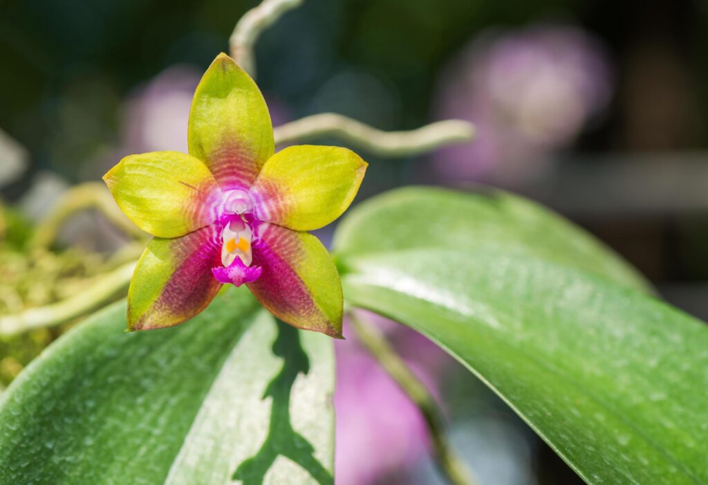 flower of Phalaenopsis gigantea, hybrid orchid Stock Free