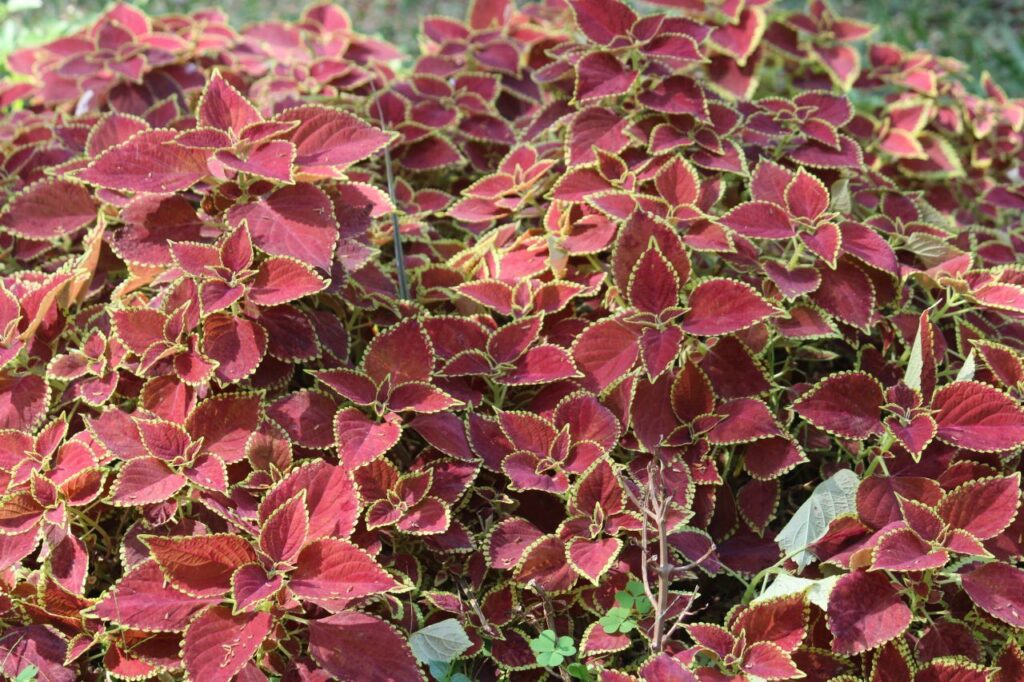 Red Leaves In Garden Stock Free