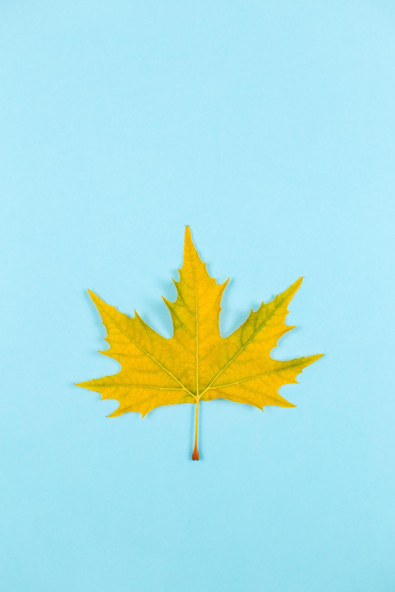 Beautiful autumn maple leaf on blue pastel background. Place for text. Minimal. Stock Free