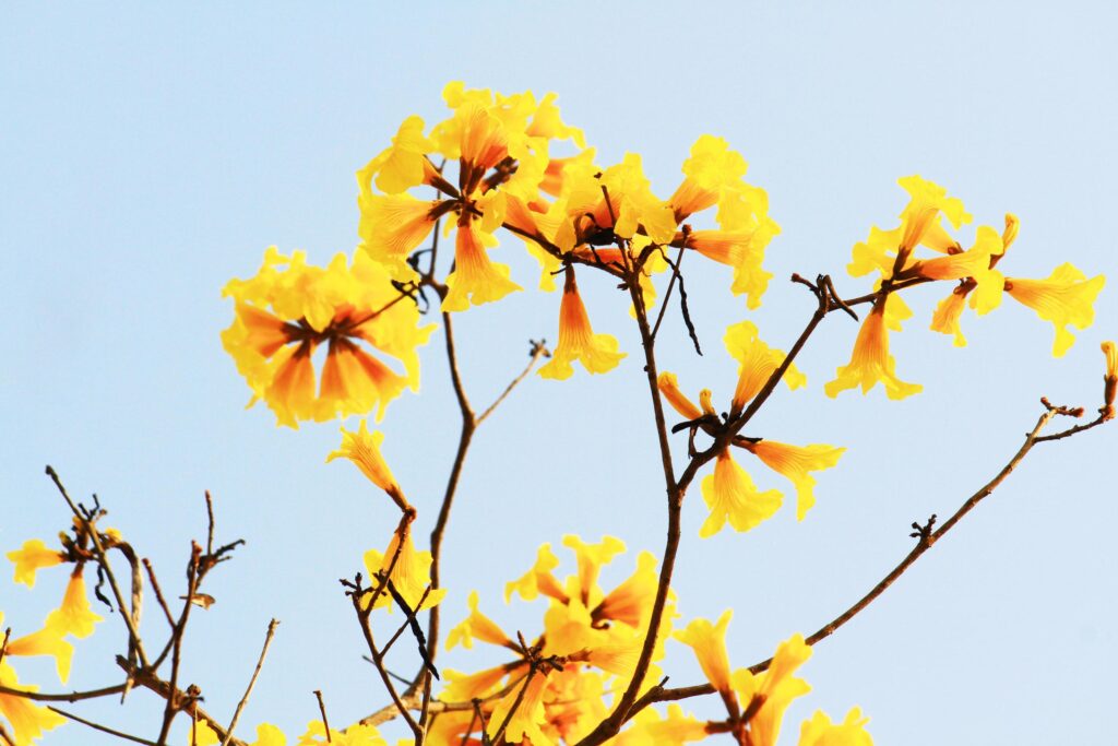 Blossom Dwarf Golden Trumpe flowers with blue sky. Tabebuia chrysotricha flowers Stock Free