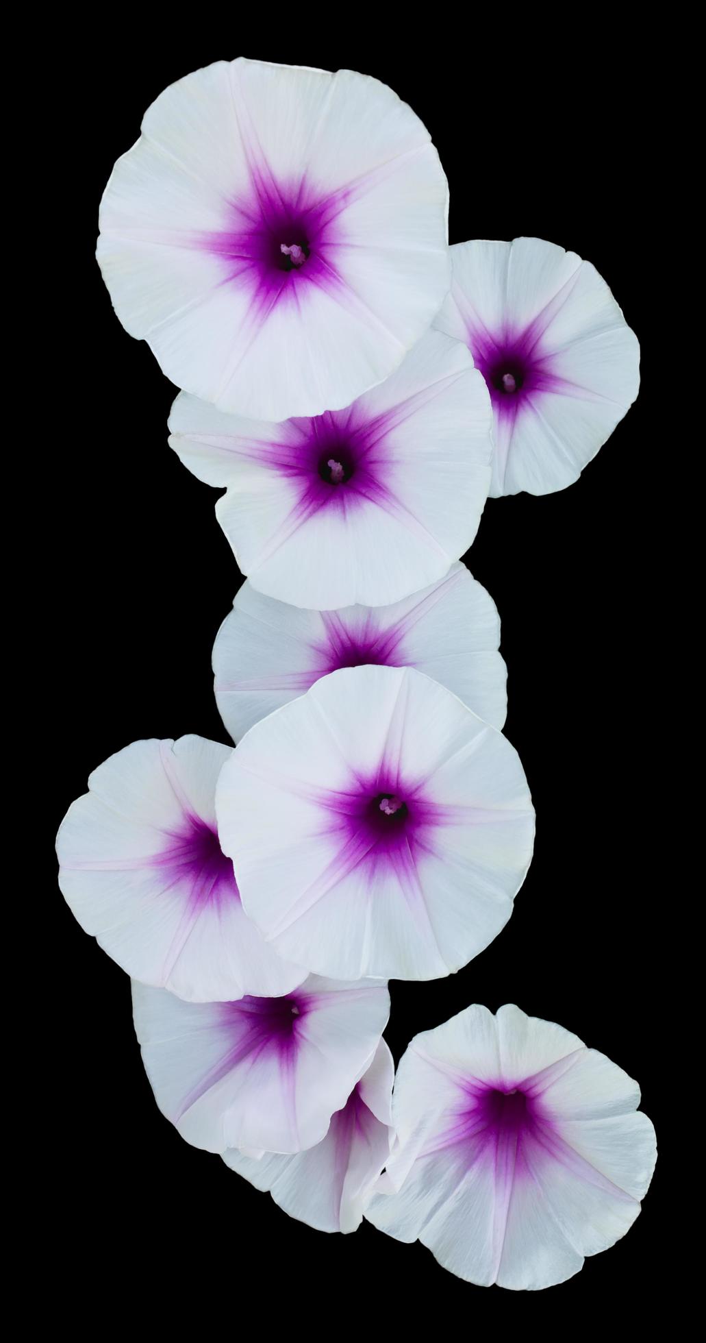 Isolates of morning glory flower. Stock Free