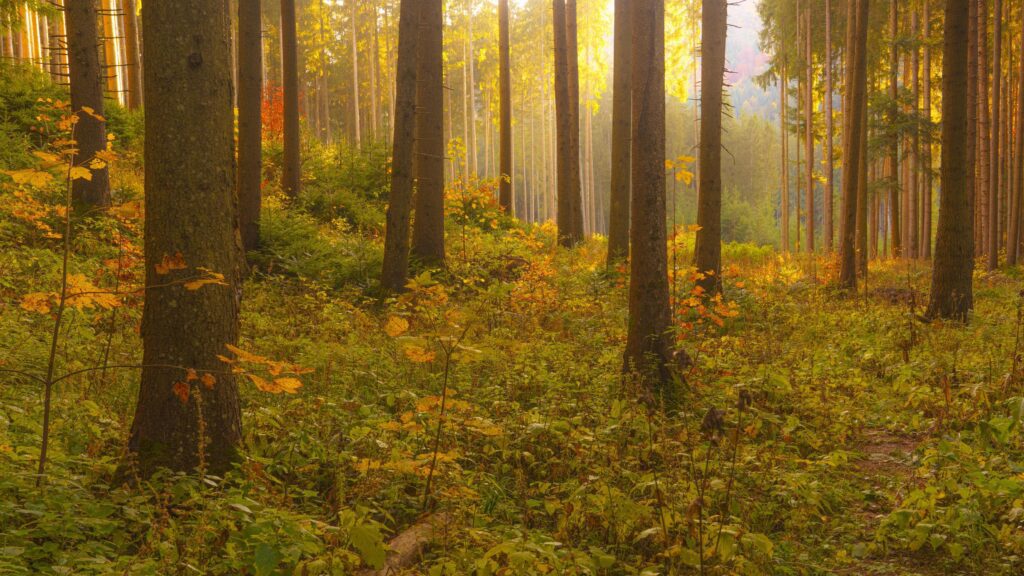 Autumnal scene in the forest Stock Free