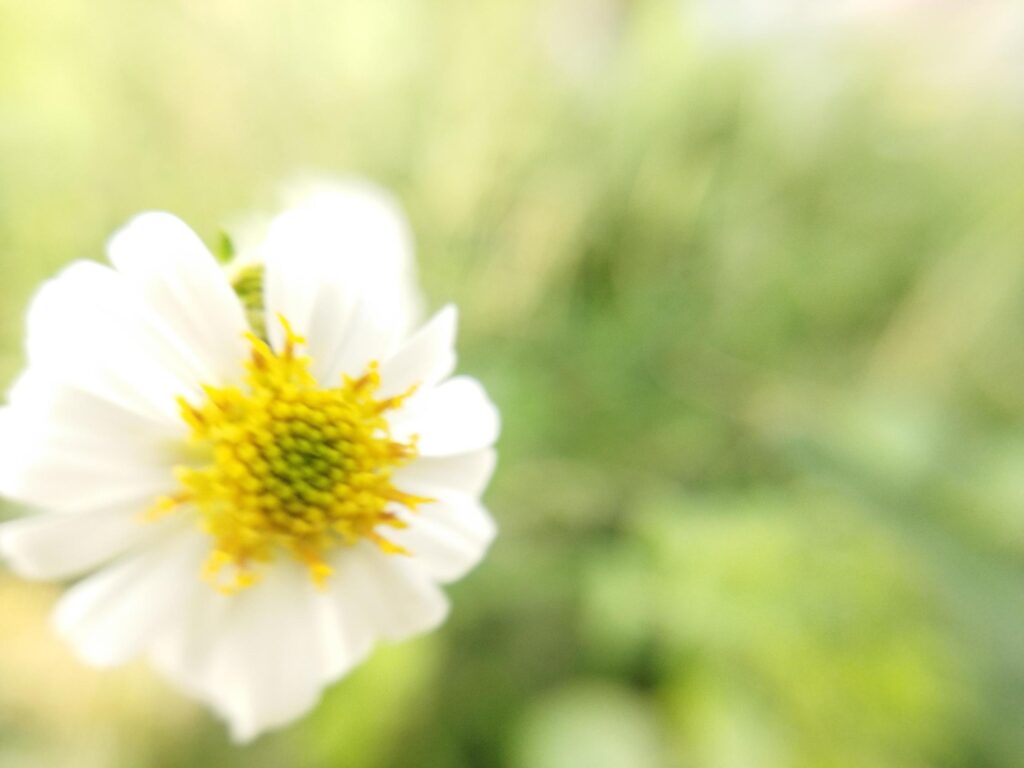 Beautiful white flower on blurred background. Natural beauty. Stock Free