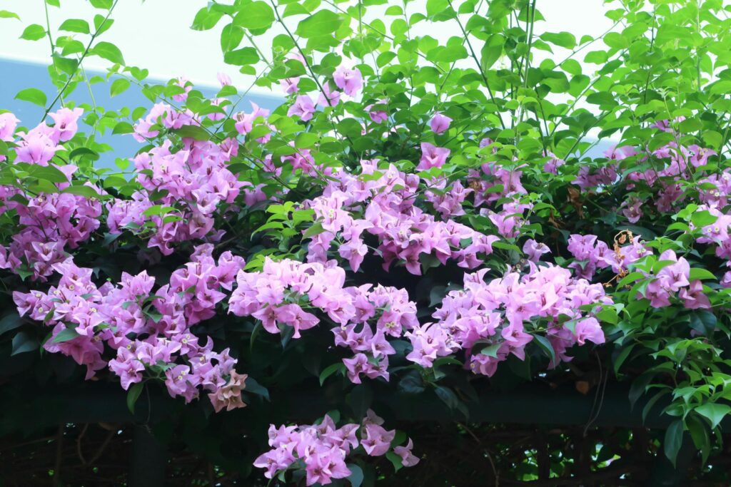 Beautiful pink bougainvillea, tropical paper flower blooming in summer garden Stock Free