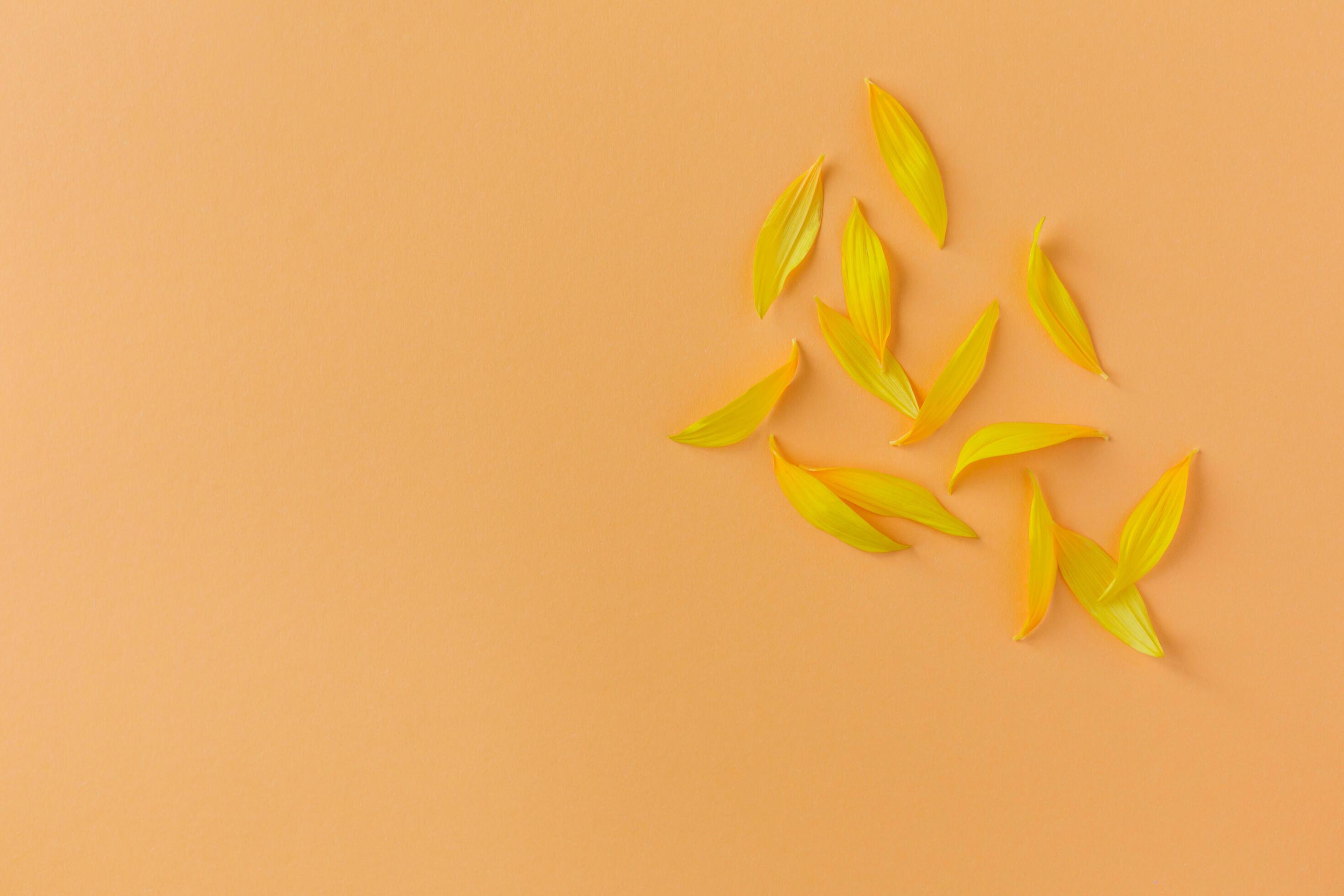 Beautiful yellow petals of sunflower on peach background. Place for text. Stock Free