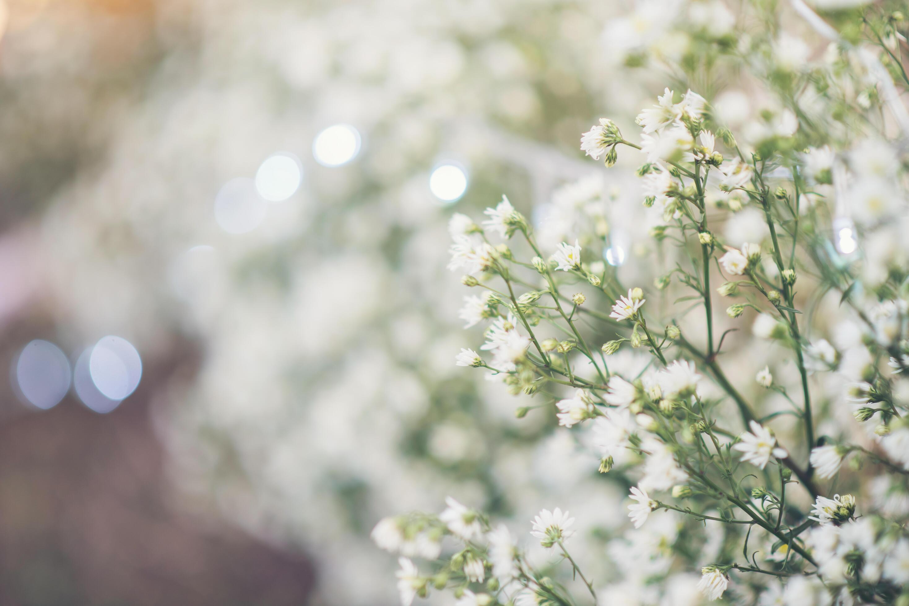 White flower background Stock Free