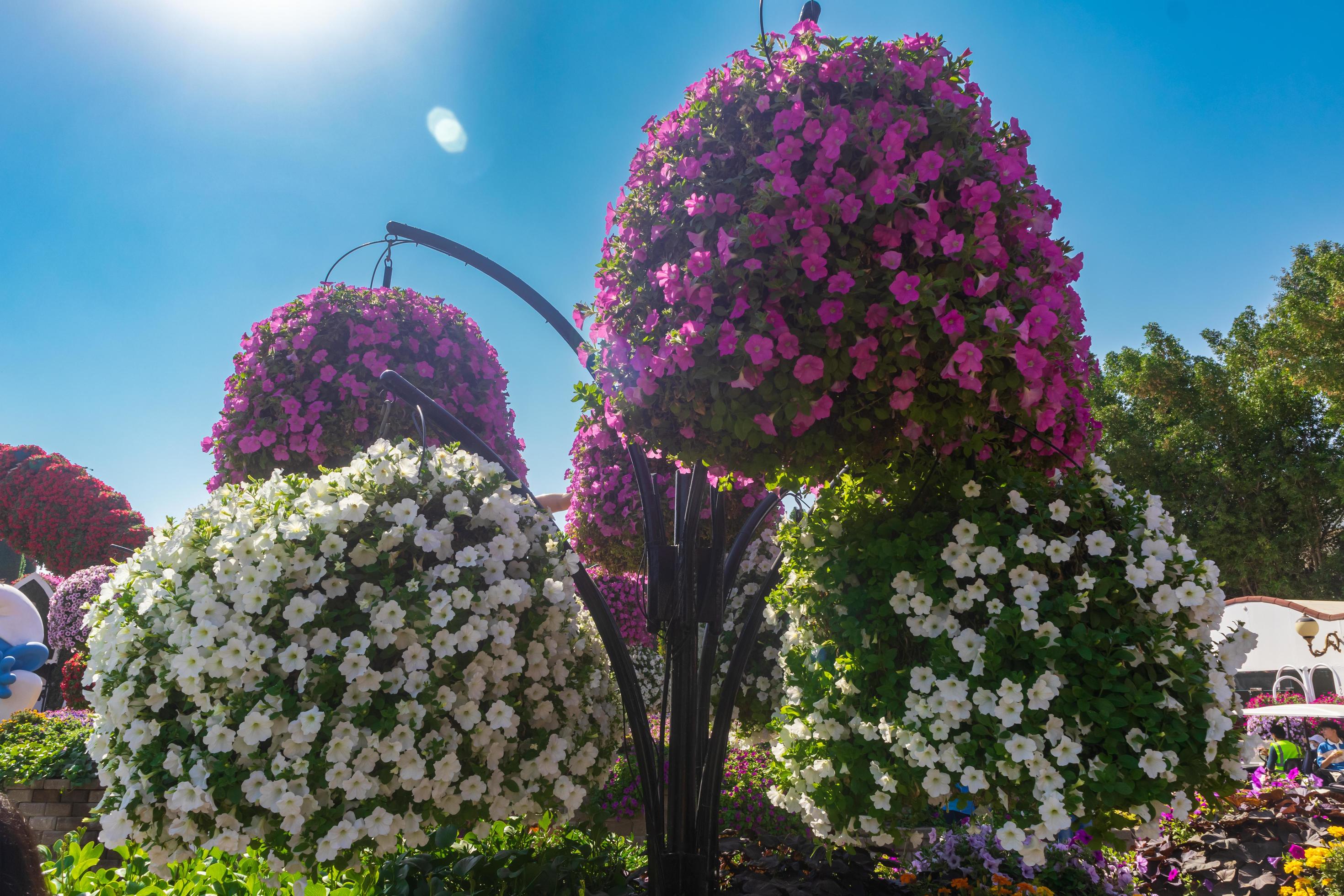 flowers in the park Stock Free