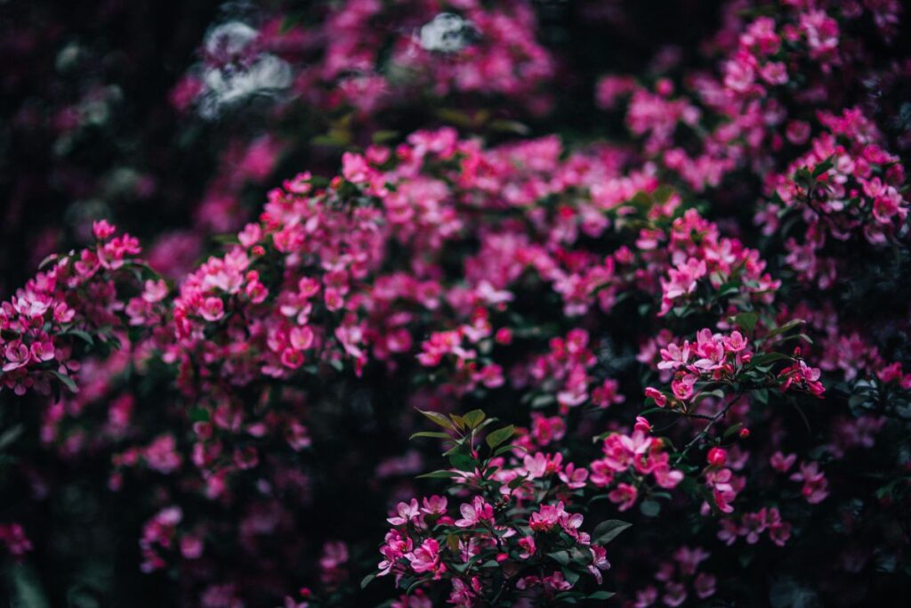 Lovely pink flowers blooming from the tree branches Stock Free