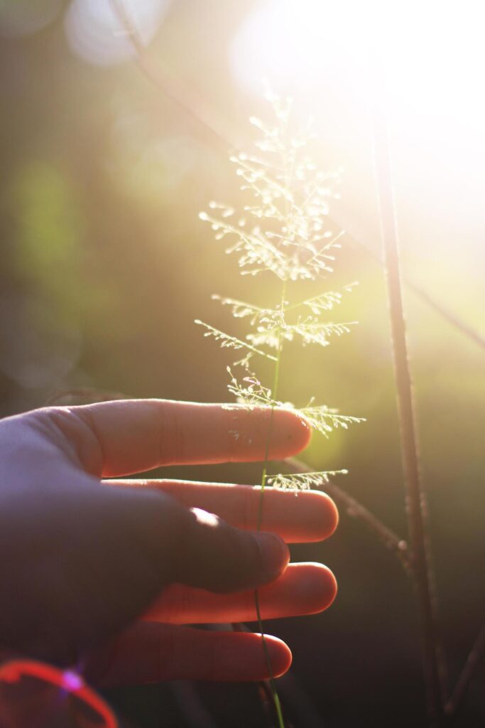 Hand holding Beautiful grass flowers with natural sunlight. Peace and Amity of Valentine’s day concept. Stock Free