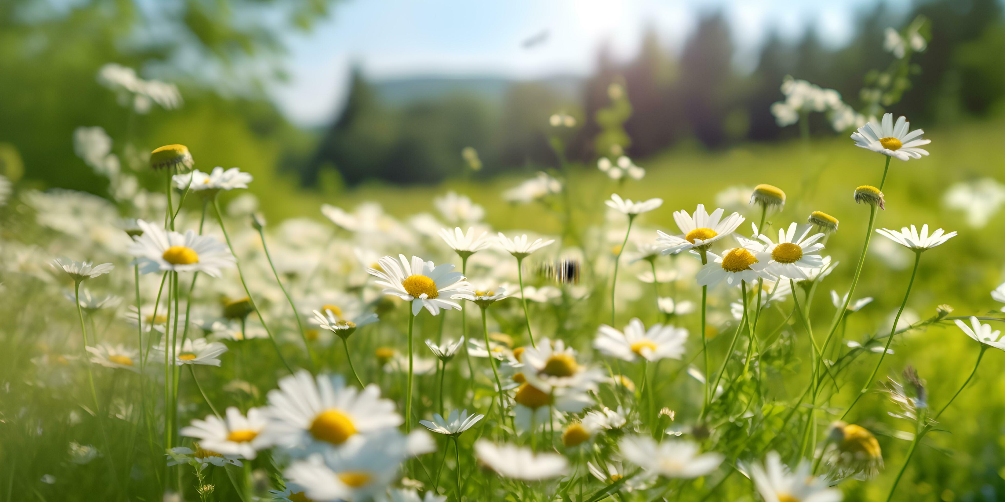 Beautiful cosmos flower field. Generative AI Stock Free