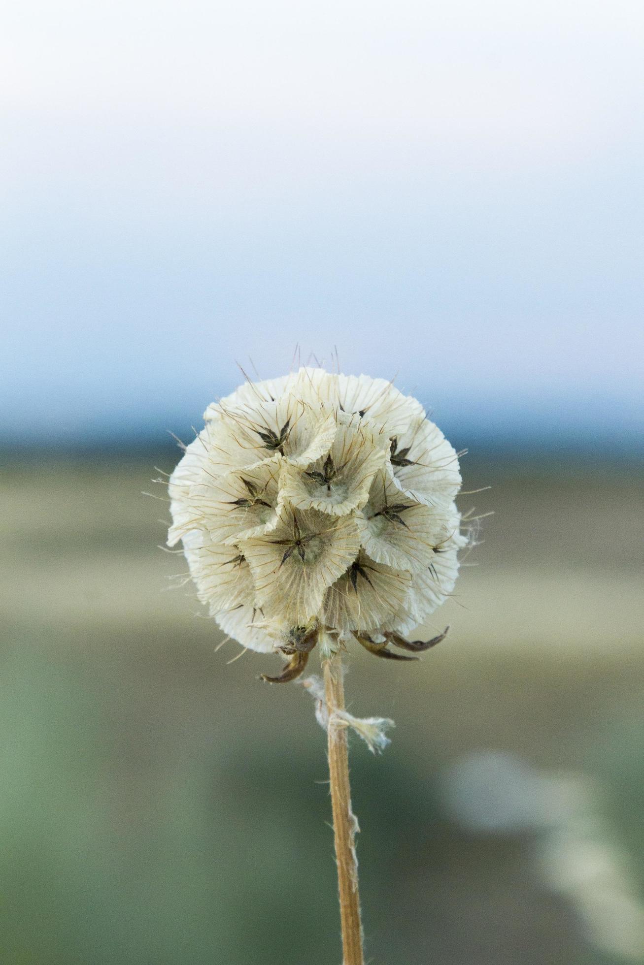 White wild flower Stock Free