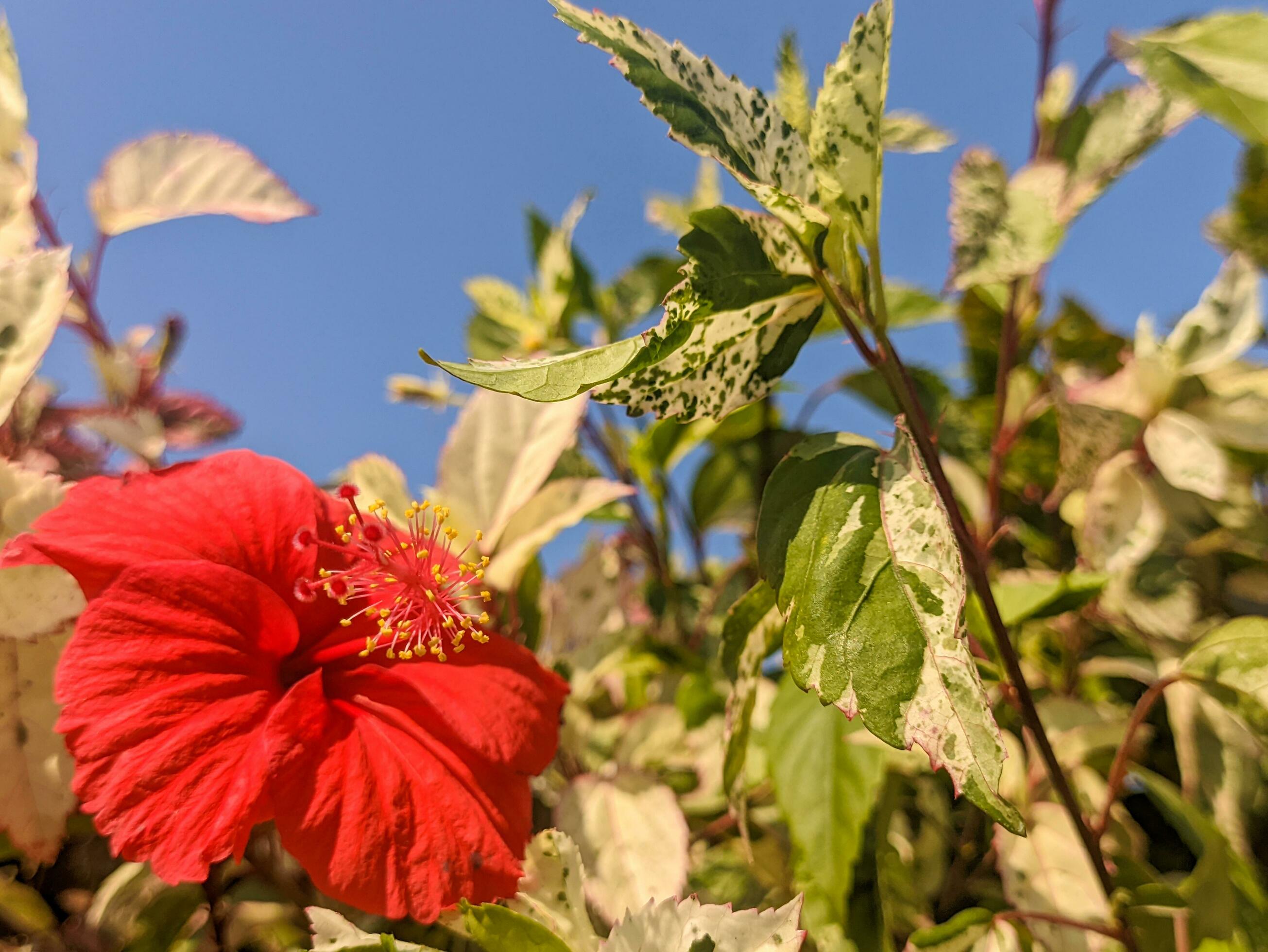 A close up of Hibiscus rosa sinensis flower. Also known as Chinese hibiscus, China rose, Hawaiian hibiscus, rose mallow and shoeblack plant Stock Free