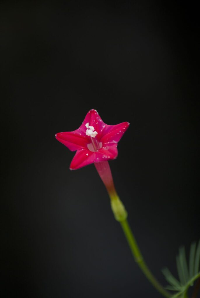 Small Red Flower Stock Free