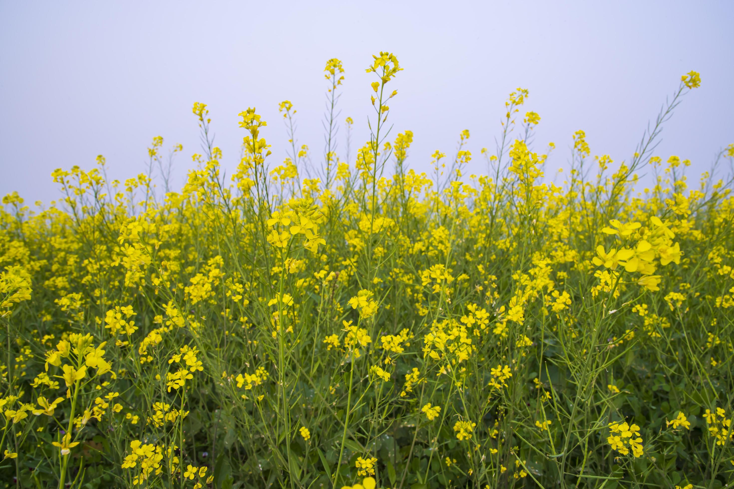 Yellow Rapeseed flowers in the field with blue sky. selective focus Natural landscape view Stock Free