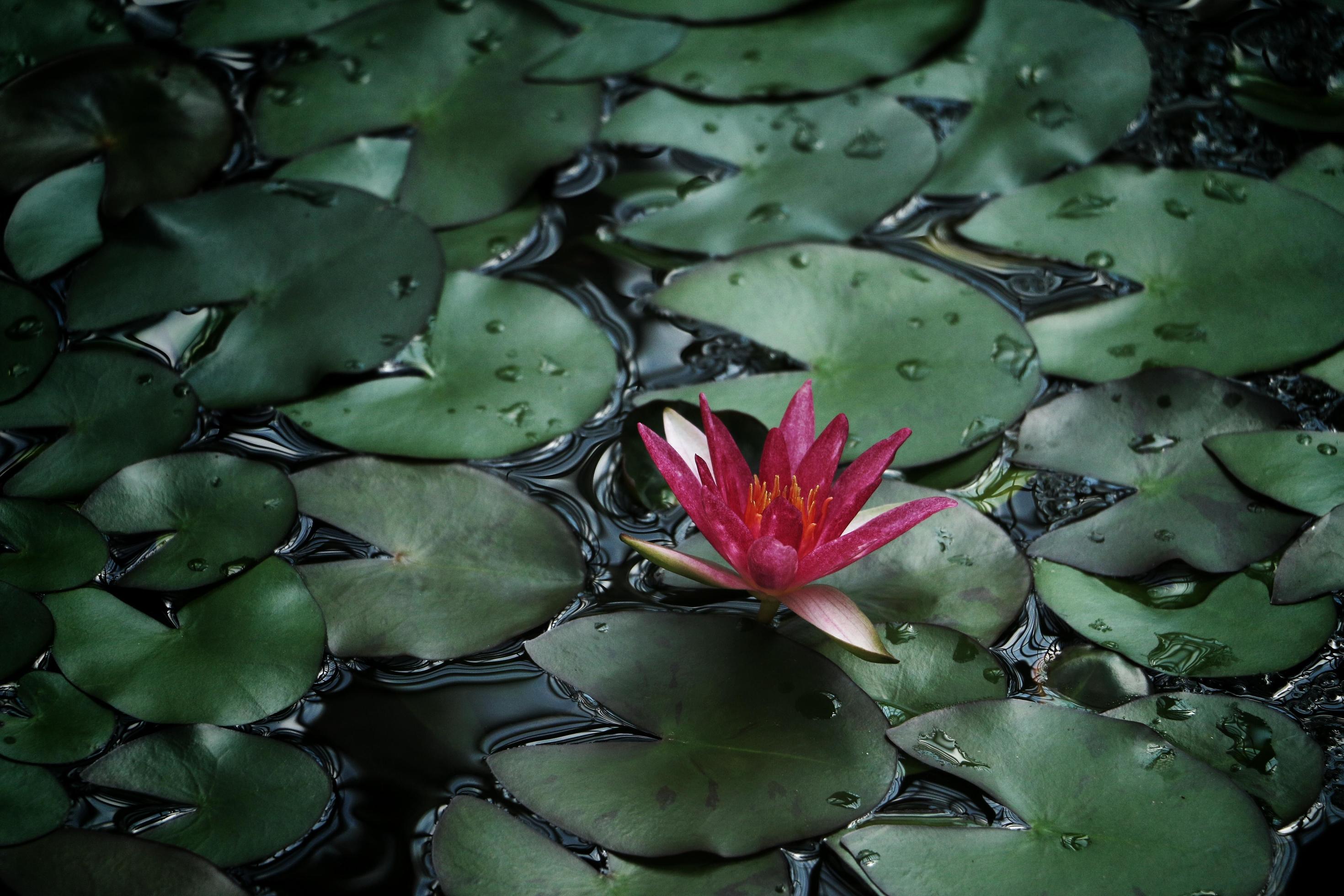 Pink flower with lily pads Stock Free