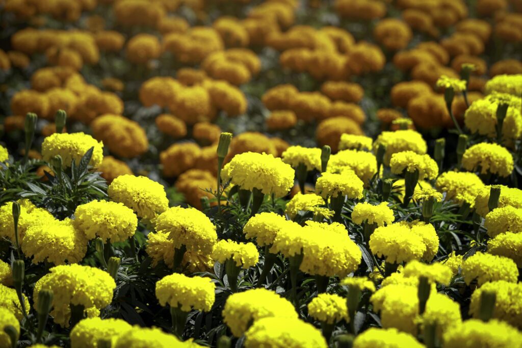 Beautiful yellow marigold flowers blooming in the summer garden Stock Free