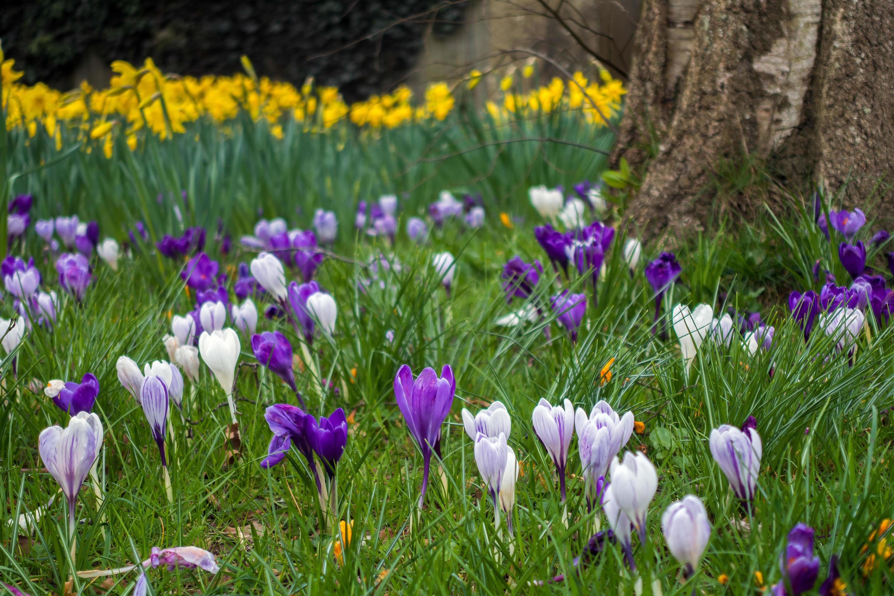 Crocuses Flowering in East Grinstead Stock Free