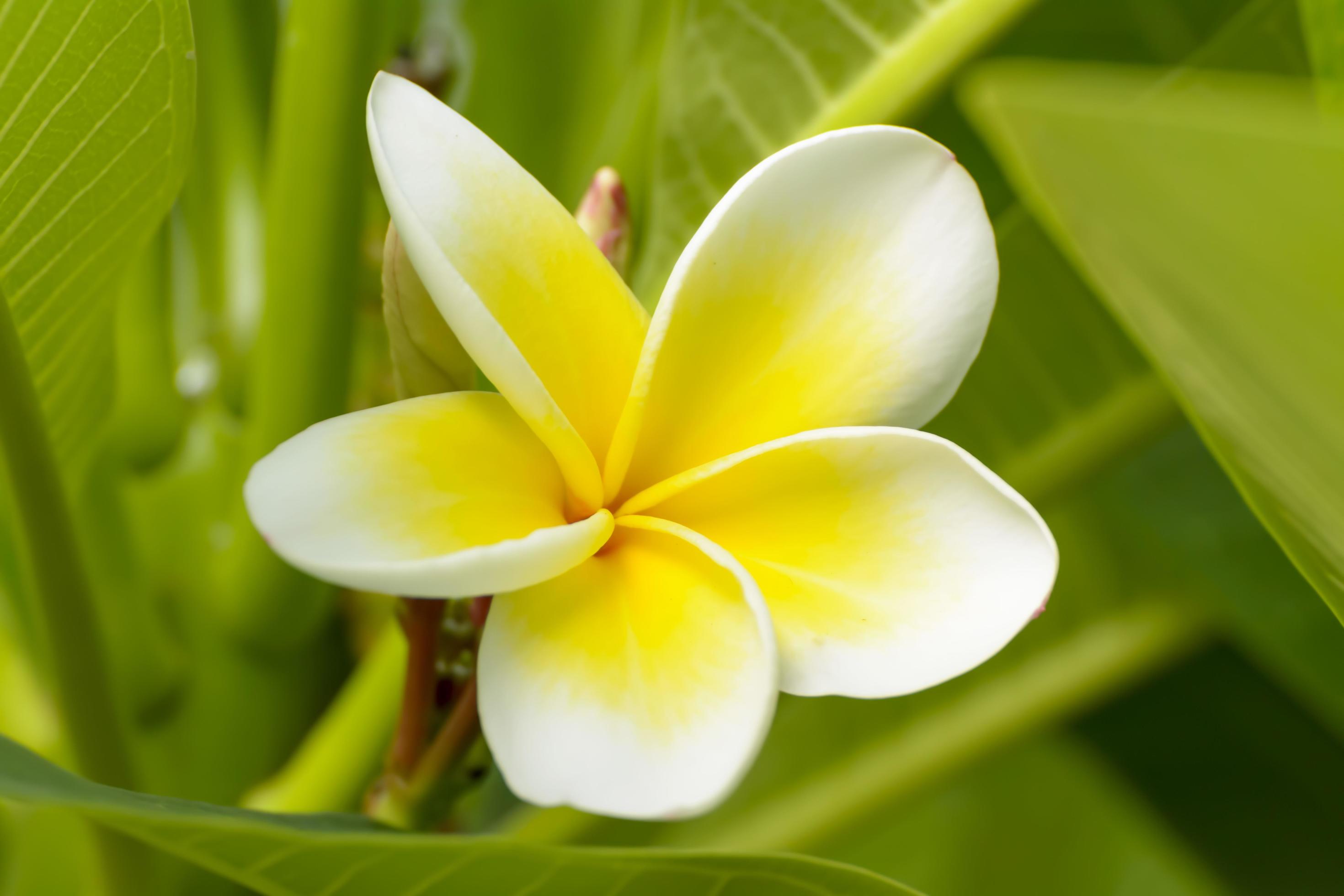 Plumeria flowers are so beautiful that popular in Thailand. Stock Free