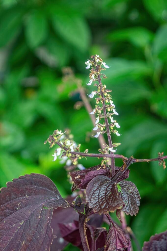 White flower spikes of the green shiso perilla herb with purple leaves and blur bokeh background Stock Free