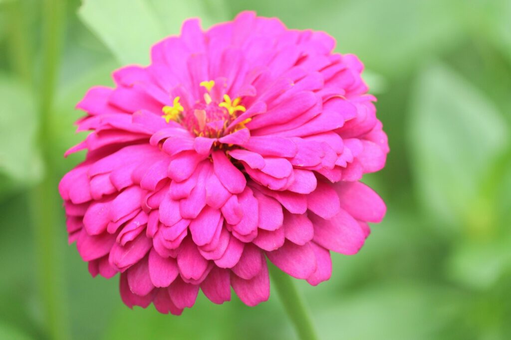 Beautiful bright purple pink zinnia blooming in summer flower field garden. Stock Free