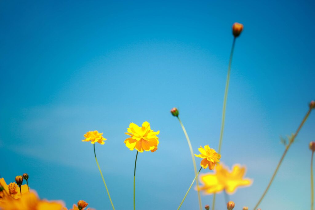 Orange and yellow cosmos flower blooming cosmos flower field, beautiful vivid natural summer garden outdoor park image. Stock Free