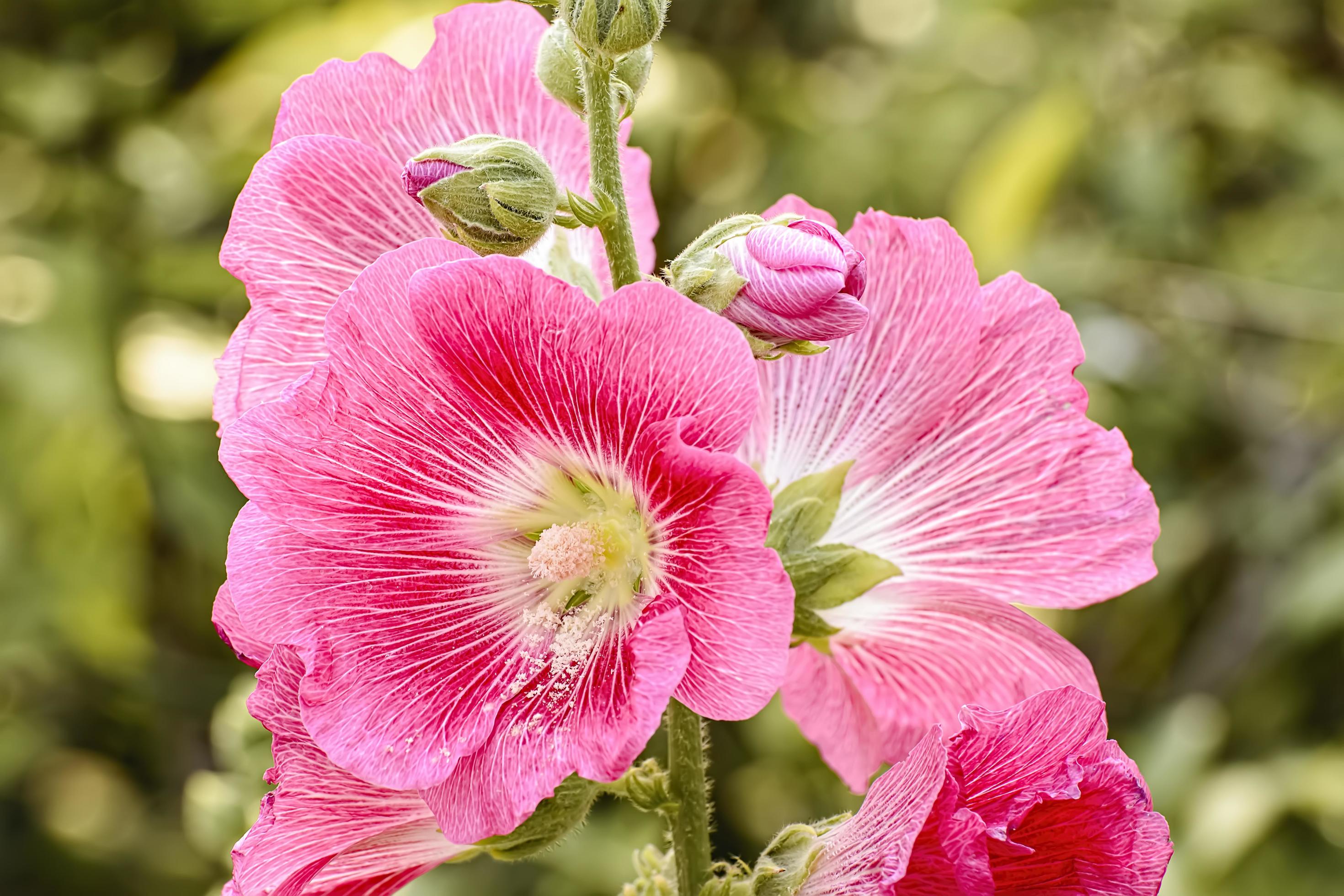 Hollyhock flower is many colors and beautiful in the garden. Stock Free