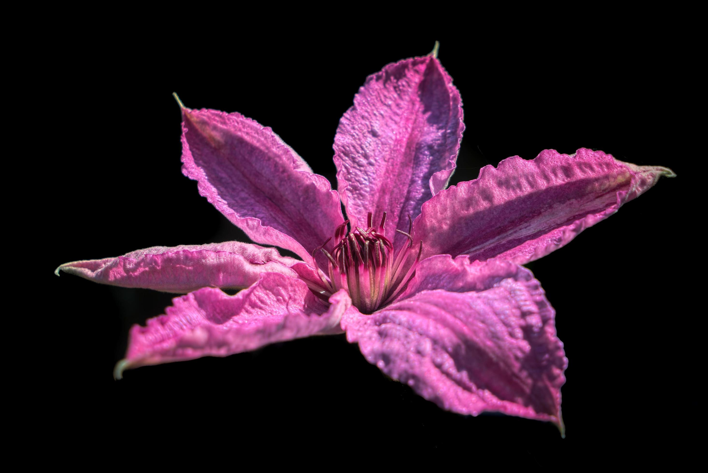 Pink Clematis Flower against a Dark Background Stock Free