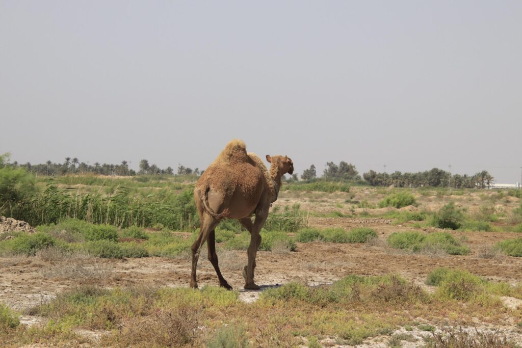 a camel walking in a field with a sky in the background Pro Photo