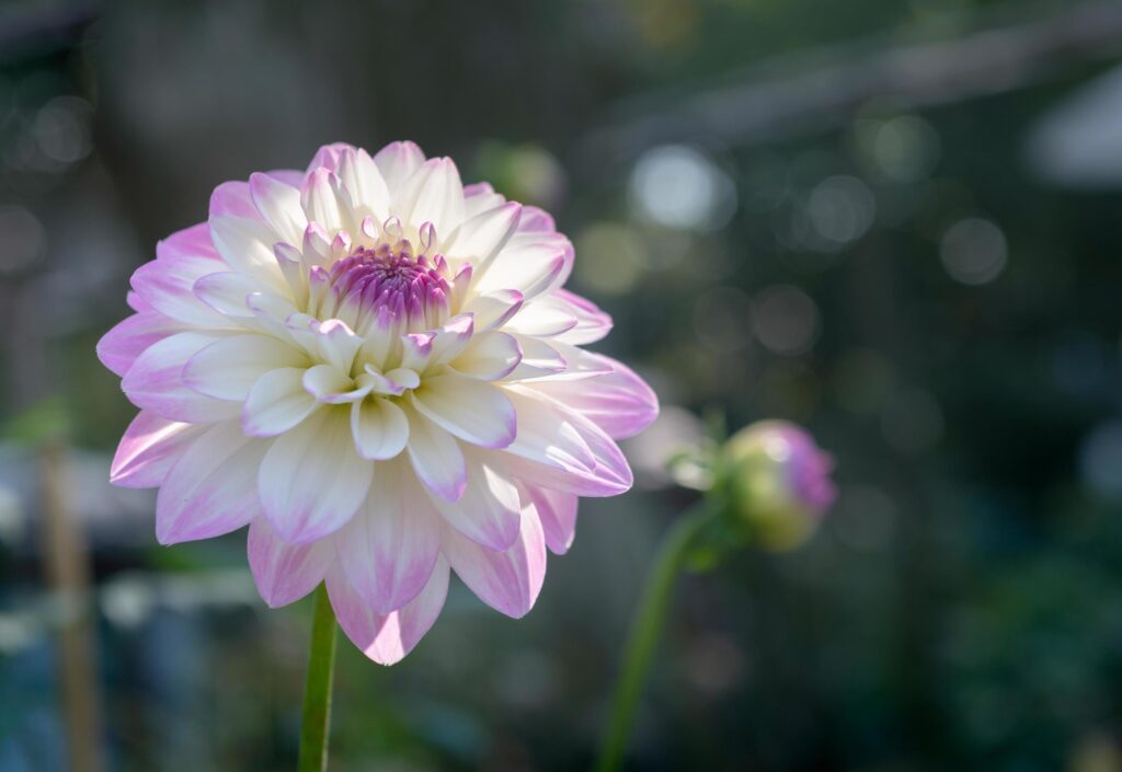 white and pink Dahlia flower in autumn season Stock Free