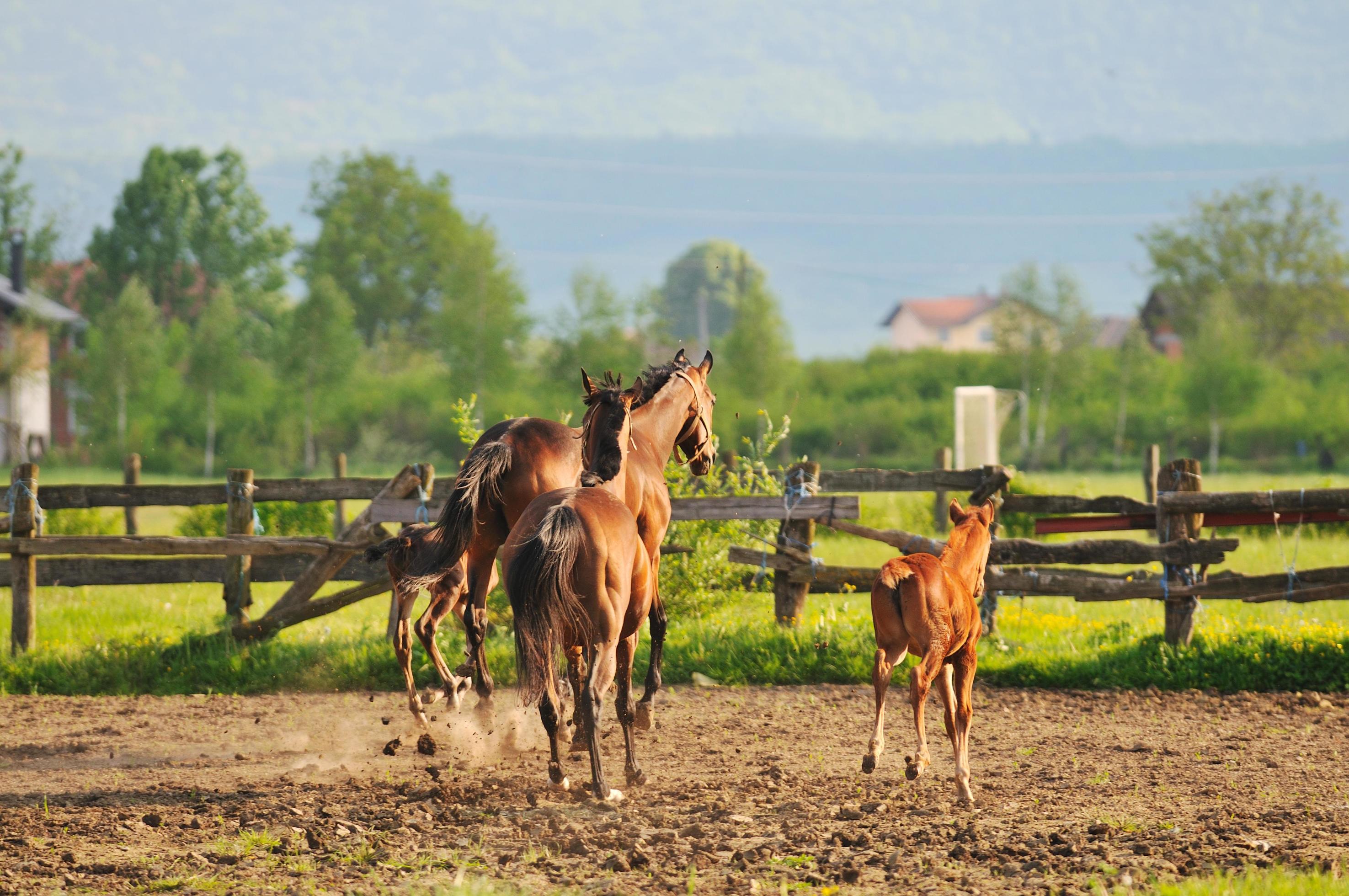 horse nature view Stock Free