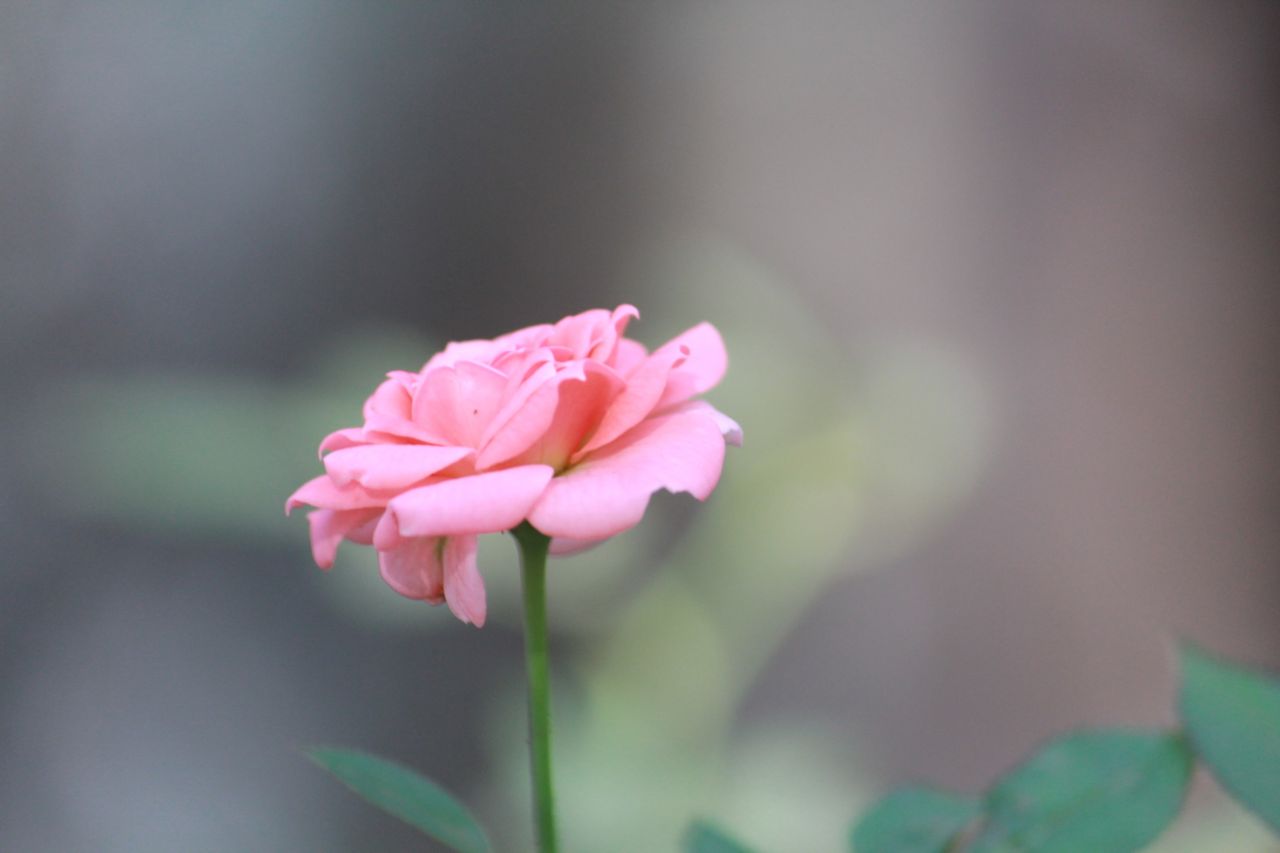 Small Pink Flower Stock Free