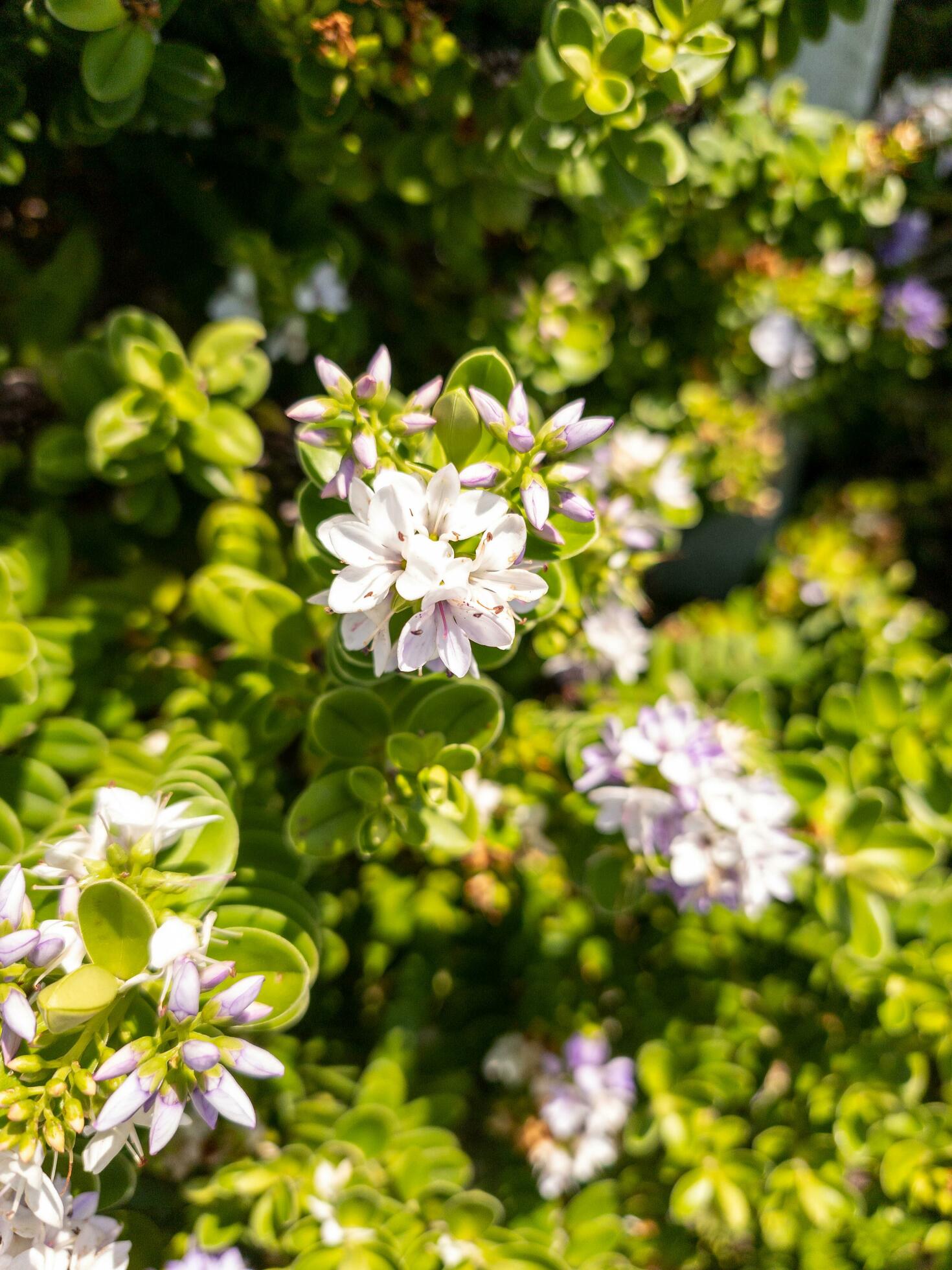 Hebe Plant and Flowers Stock Free