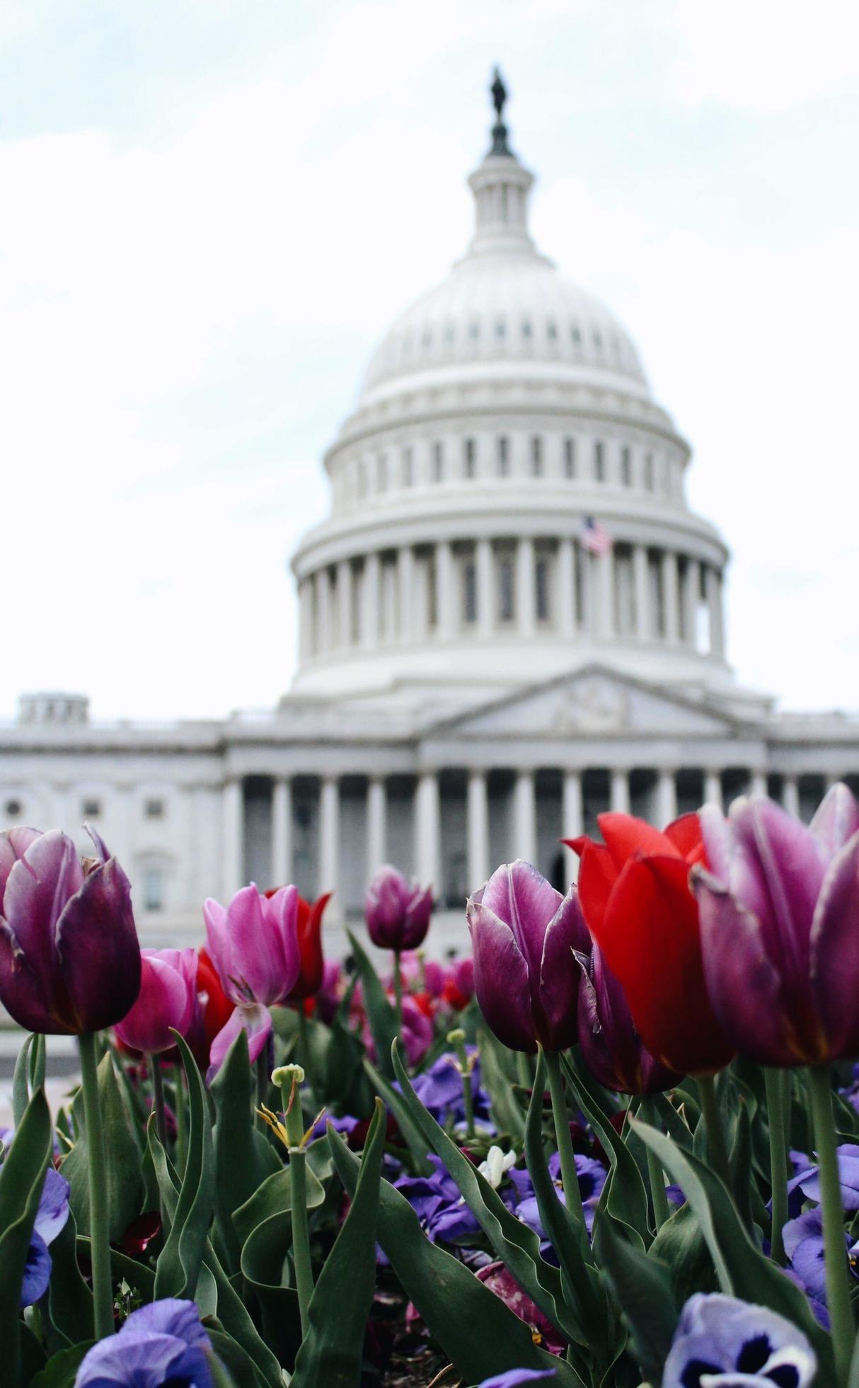 Flowers in front of the United States Capitol Stock Free