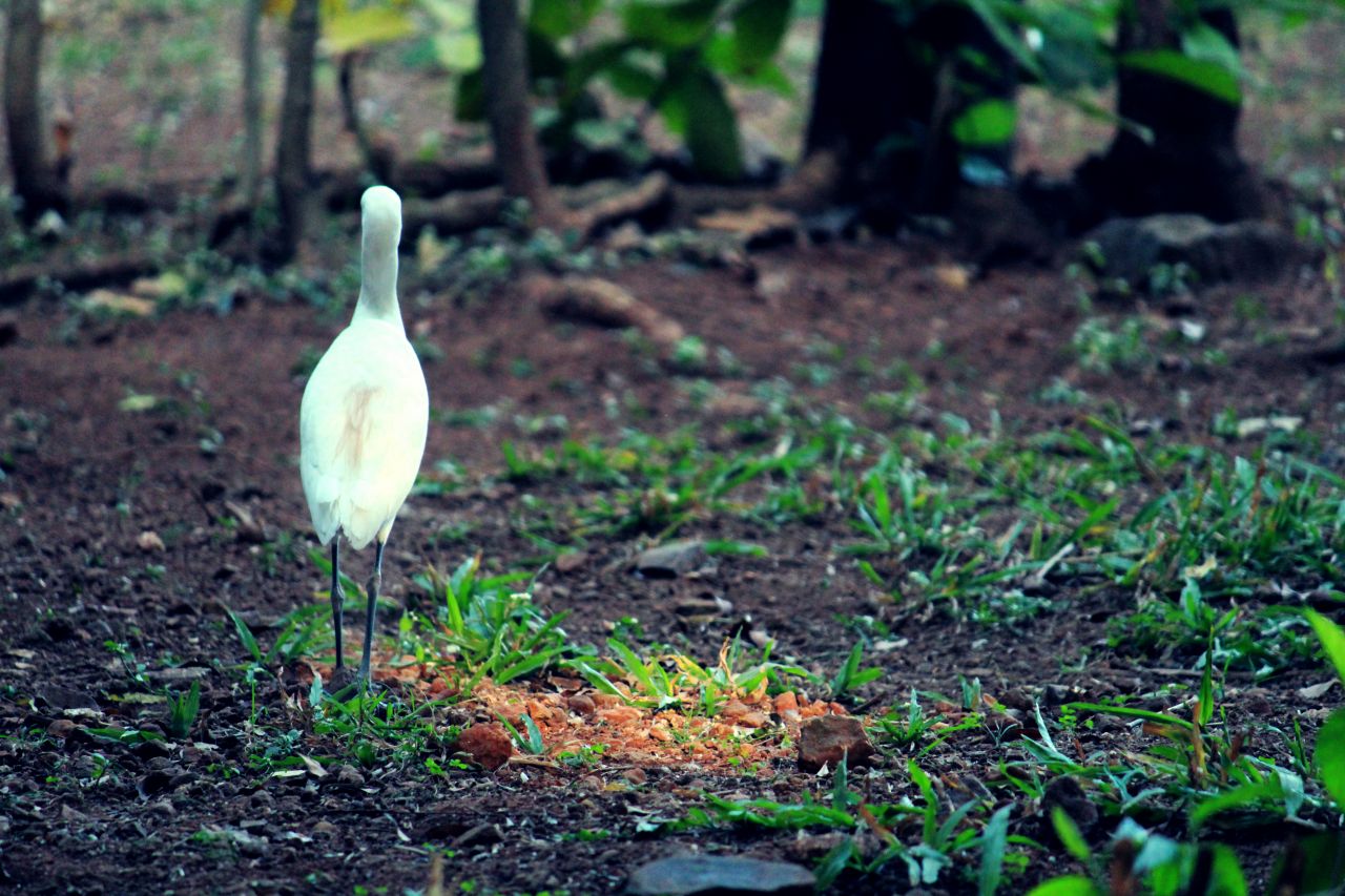 Egret Heron Bird Stock Free