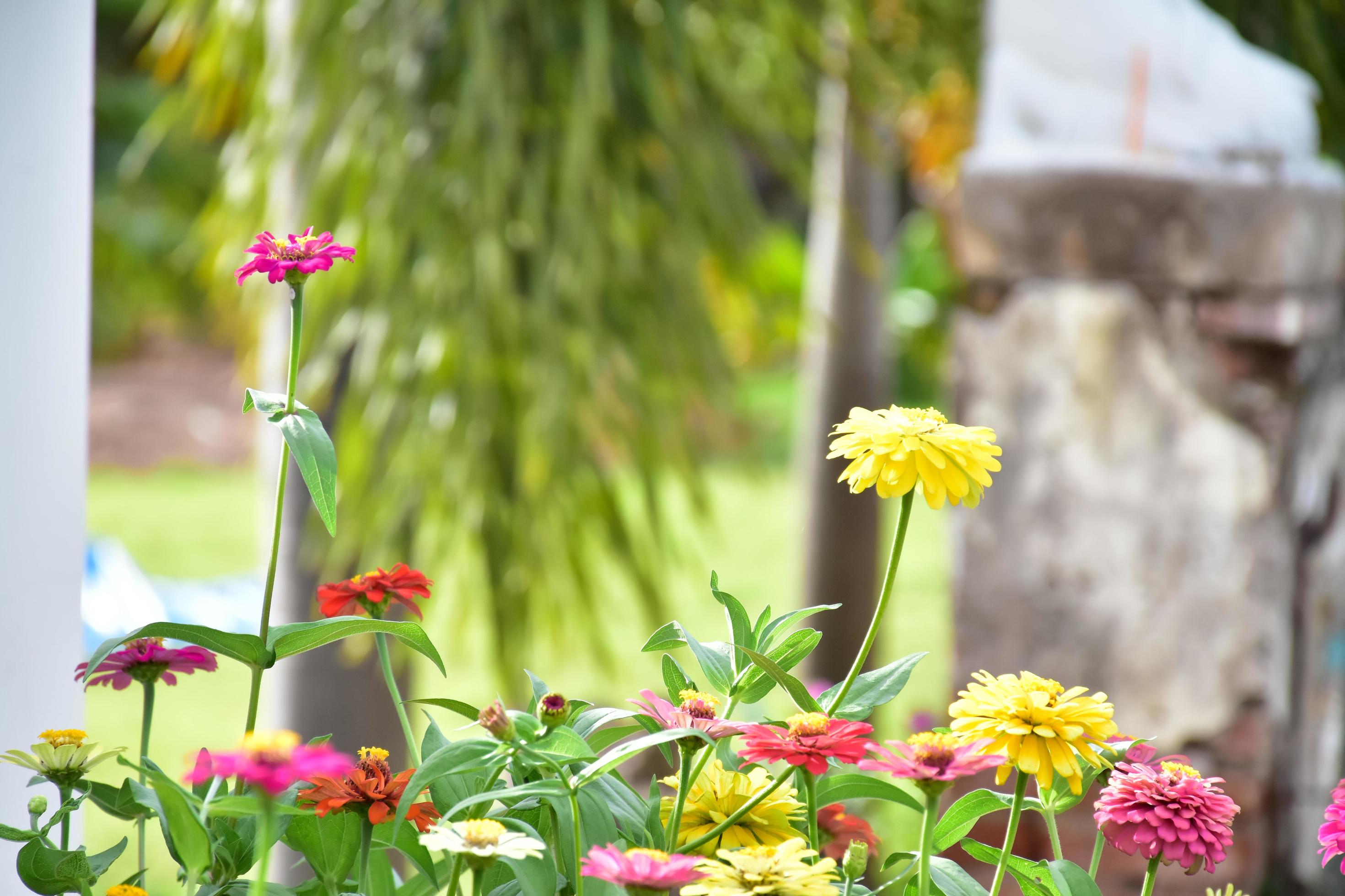 Zinnia flower growing in flower bed near home, Stock Free