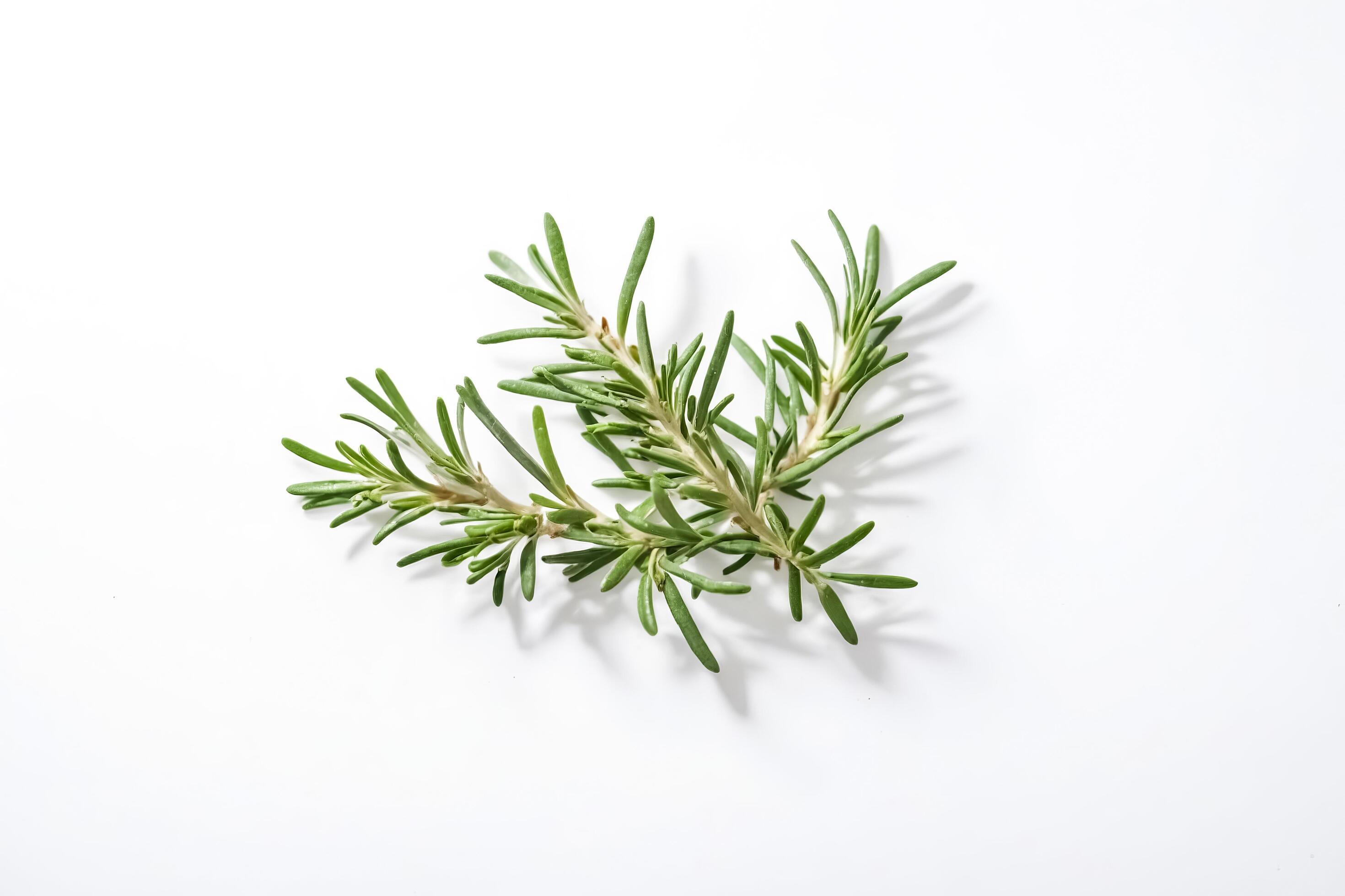 Sprig of Rosemary on White Background Stock Free