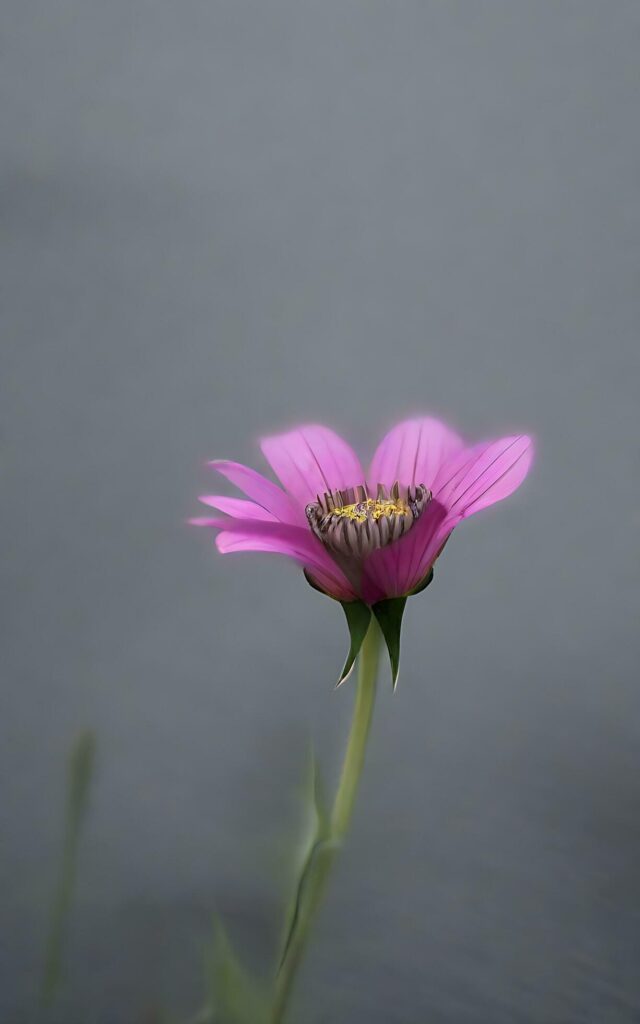 Beautiful single flower on grey background. AI Generative Stock Free