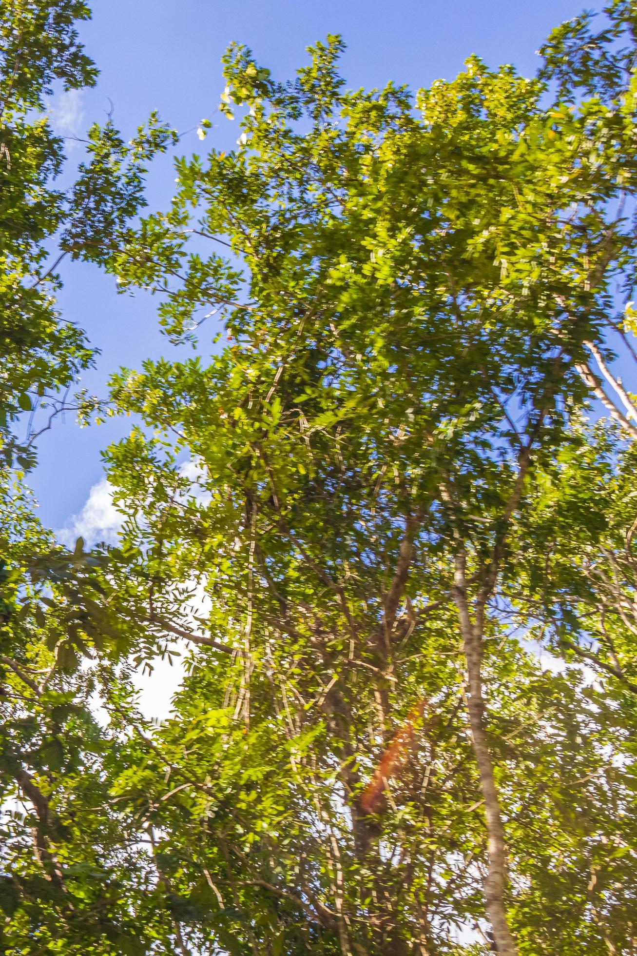 Tropical plants at natural jungle forest Playa del Carmen Mexico. Stock Free