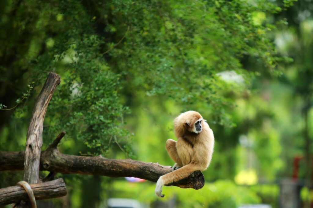 Common gibbon. White-handed gibbon on tree at natural park. Stock Free