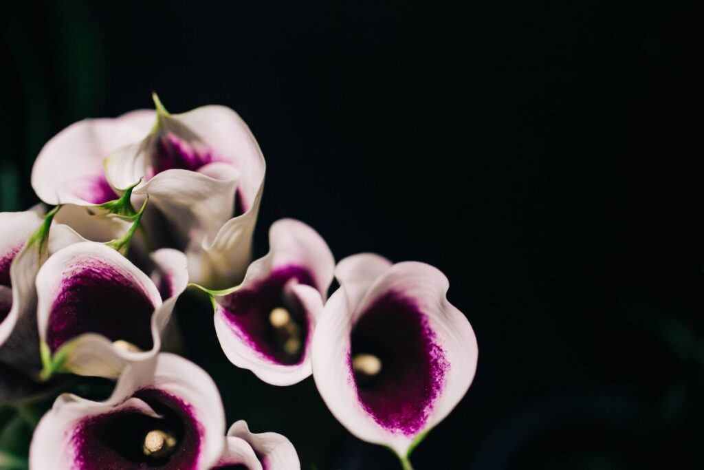 Close-ups of flowers and plants Stock Free