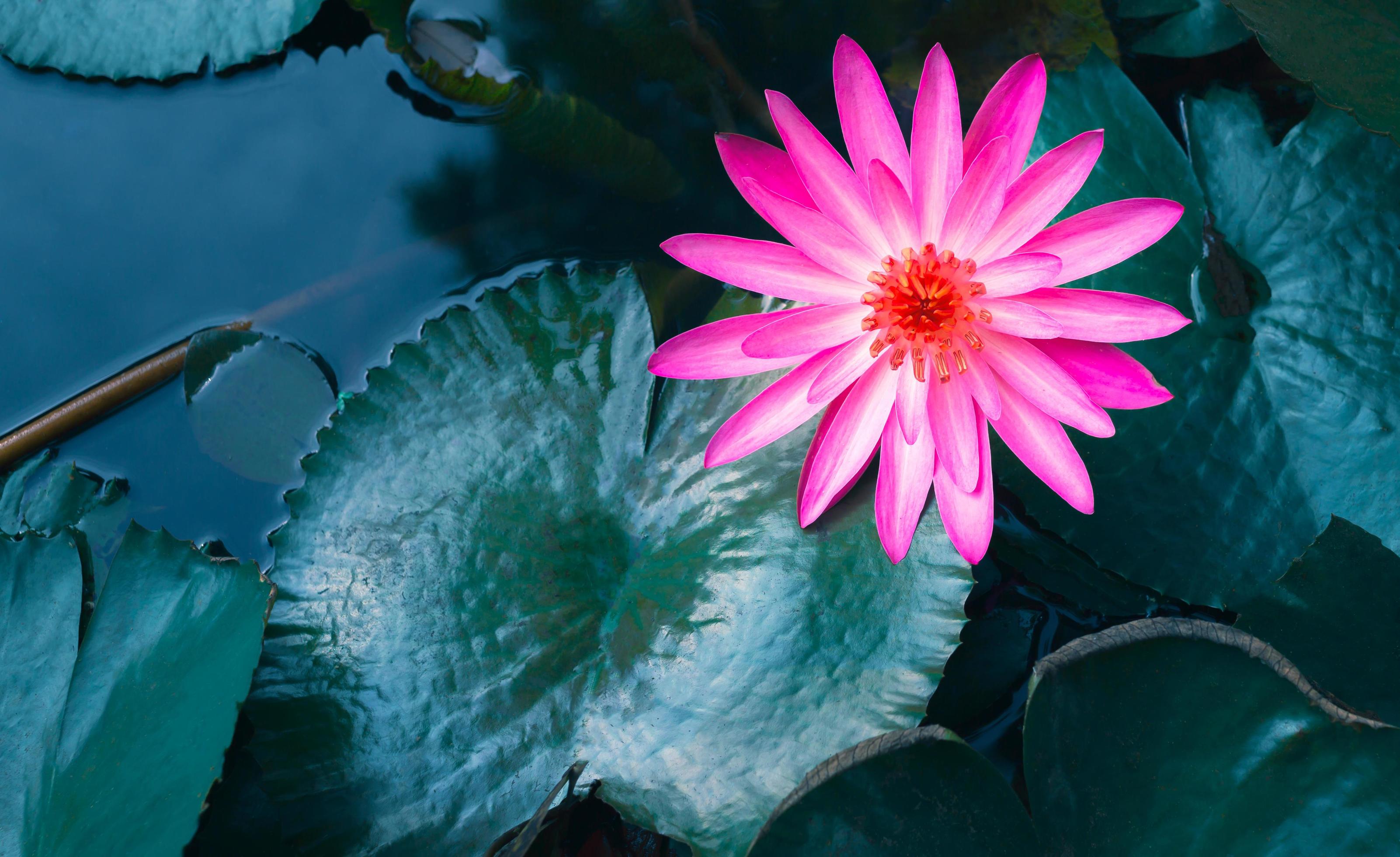 Close-up of beautiful pink waterlily and lotus leaf in the blue pond.lotus flower background Stock Free