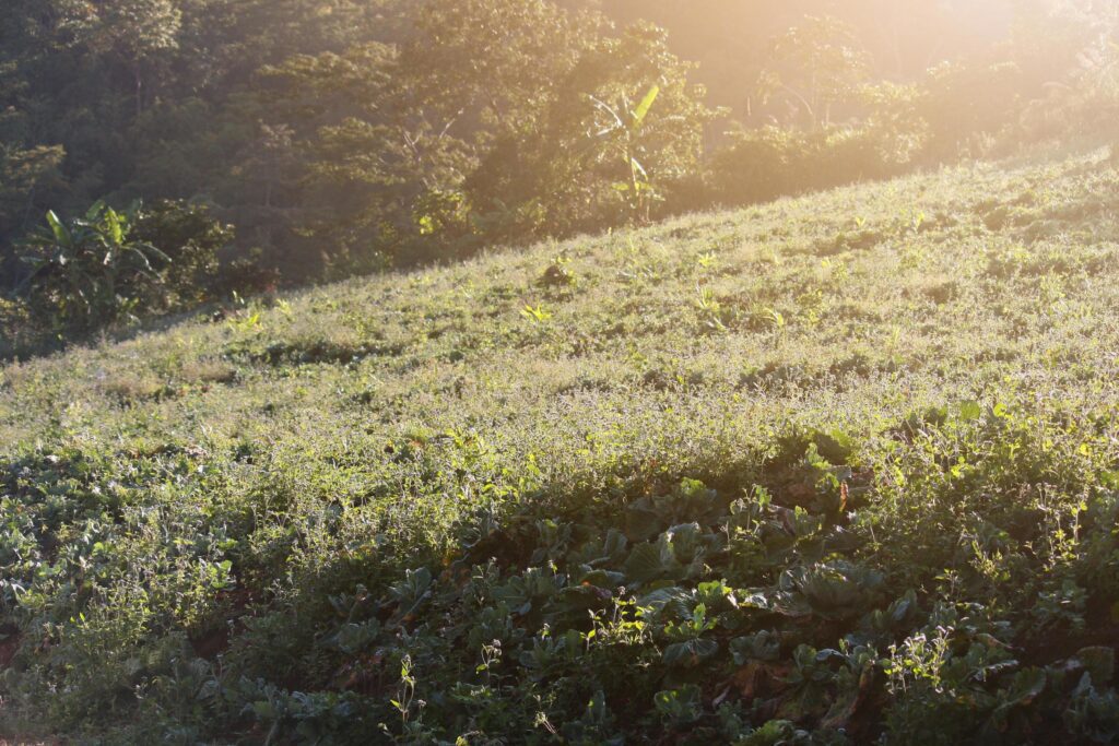 Beautiful bloming wild flowers fields and meadow in springtime on sunset and natural sunlight shining on mountain. Stock Free