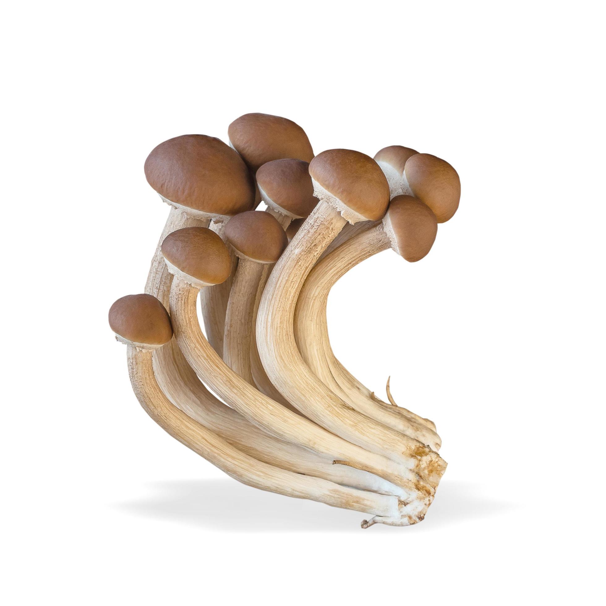 Enoki mushroom isolated on white background. Healthy plant based food diet lifestyle. Stock Free