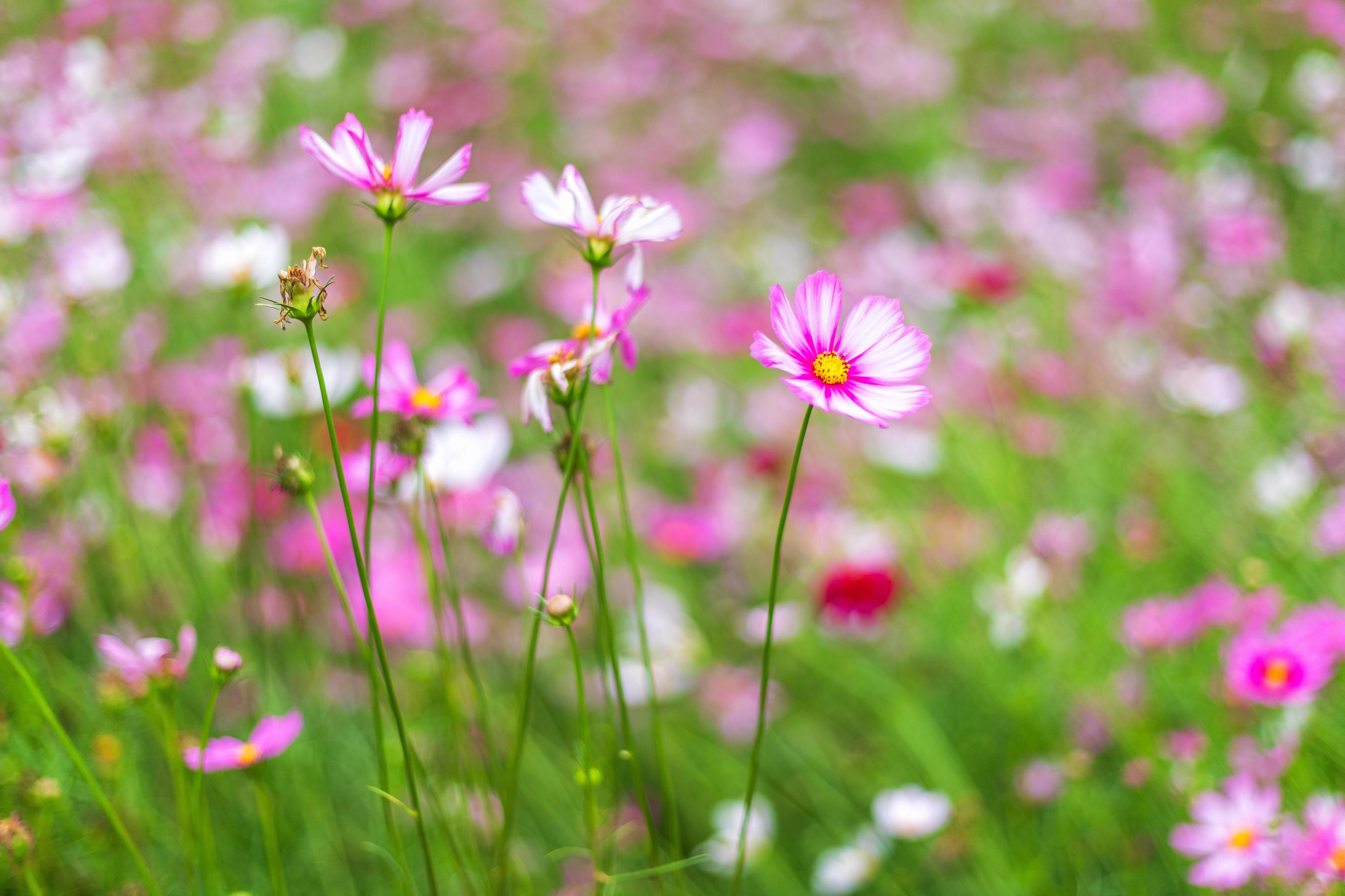 Pink flowers cosmos bloom beautifully in the garden. Stock Free